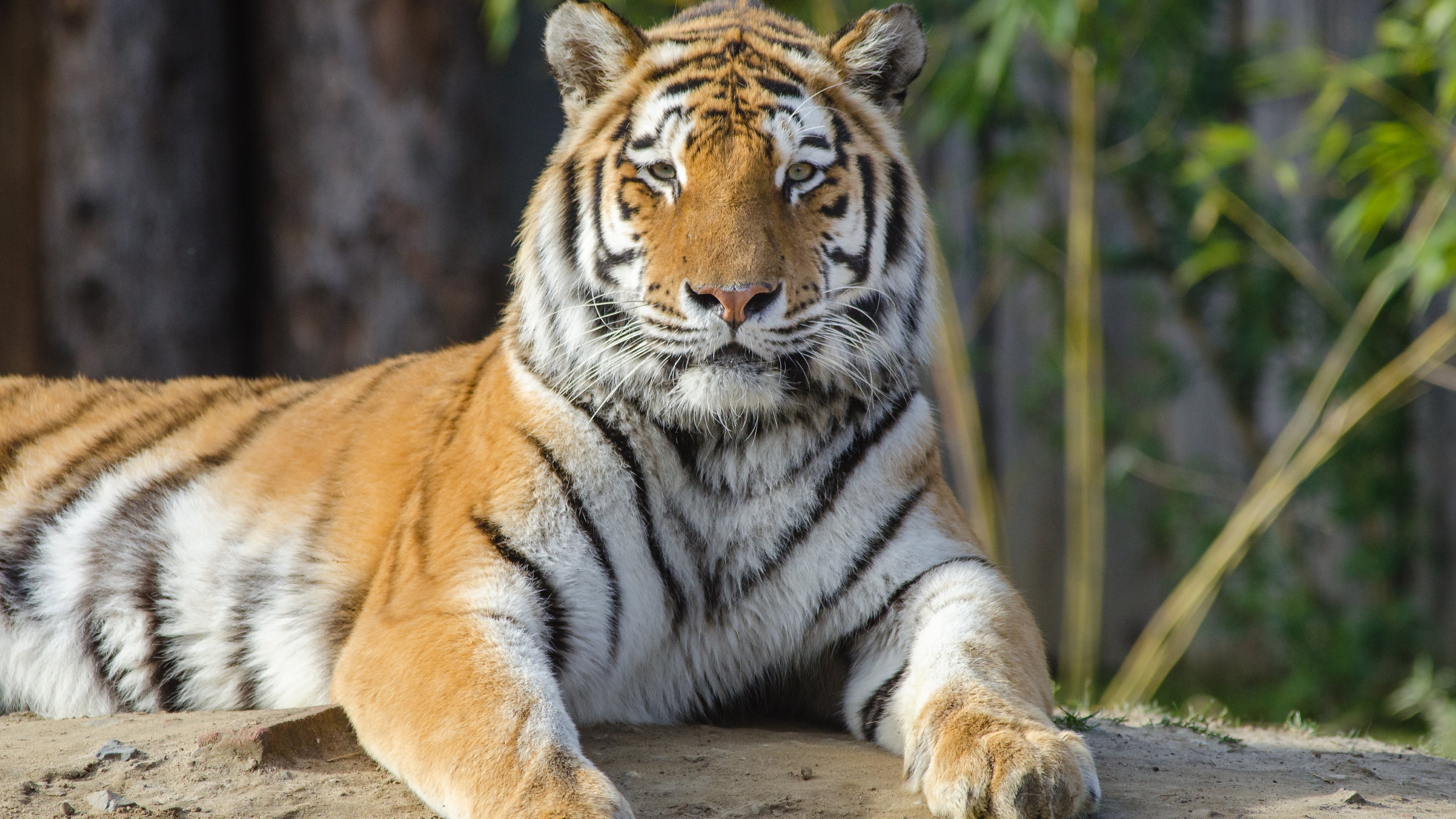 Laden Sie das Tiere, Katzen, Katze, Tiger-Bild kostenlos auf Ihren PC-Desktop herunter