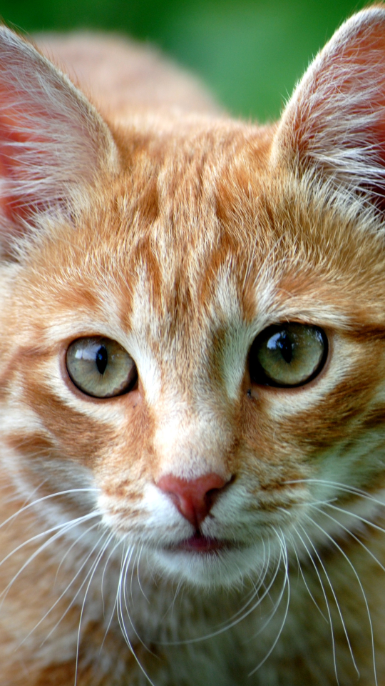 Download mobile wallpaper Cats, Cat, Close Up, Animal for free.