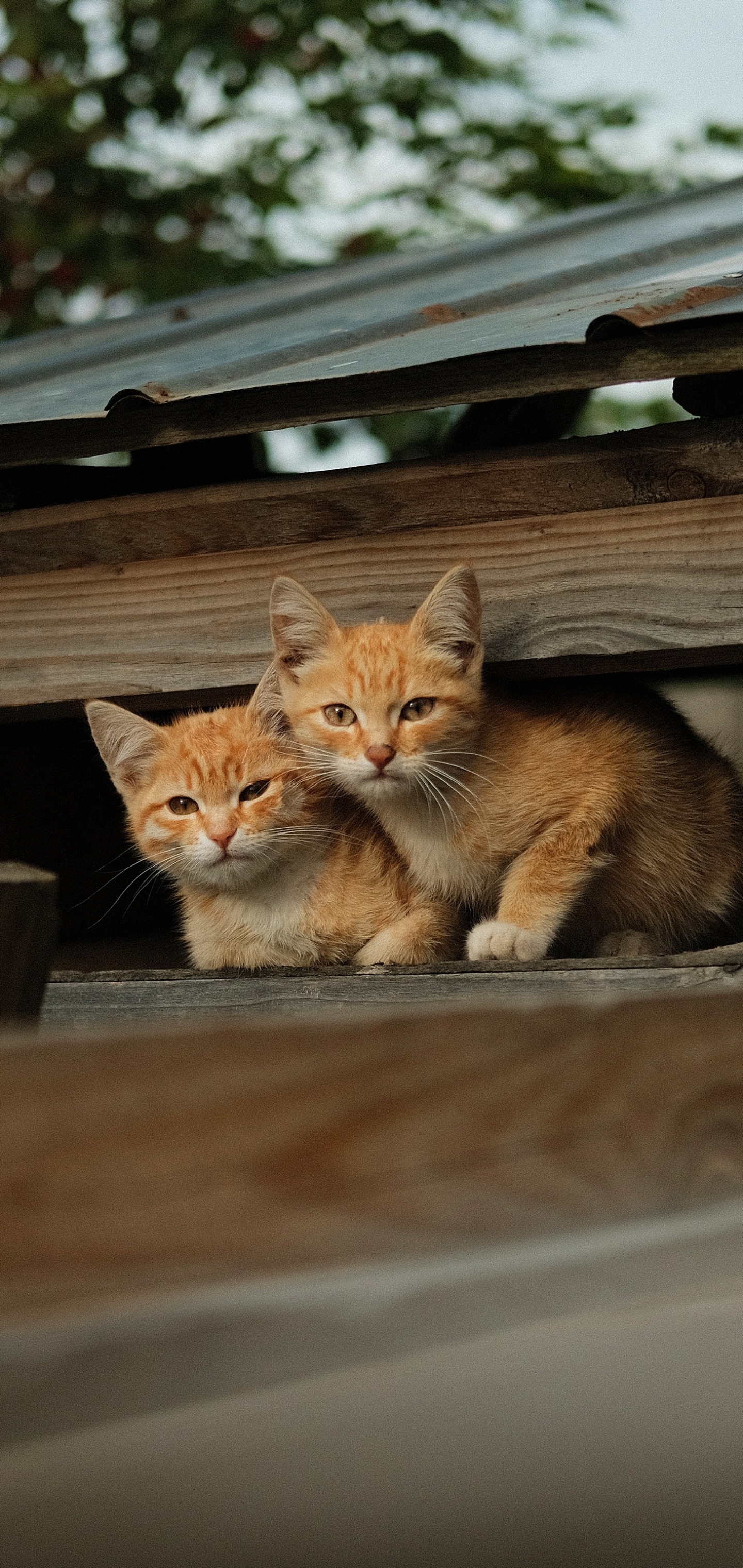 PCデスクトップに動物, ネコ, 猫画像を無料でダウンロード