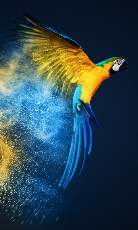 Скачати мобільні шпалери Птахи, Птах, Тварина, Ара, Папуга, Синьо Жовтий Ара безкоштовно.