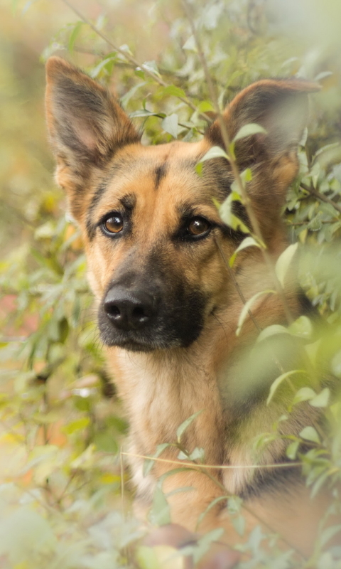 Download mobile wallpaper Dogs, Dog, Animal, Bokeh, German Shepherd for free.