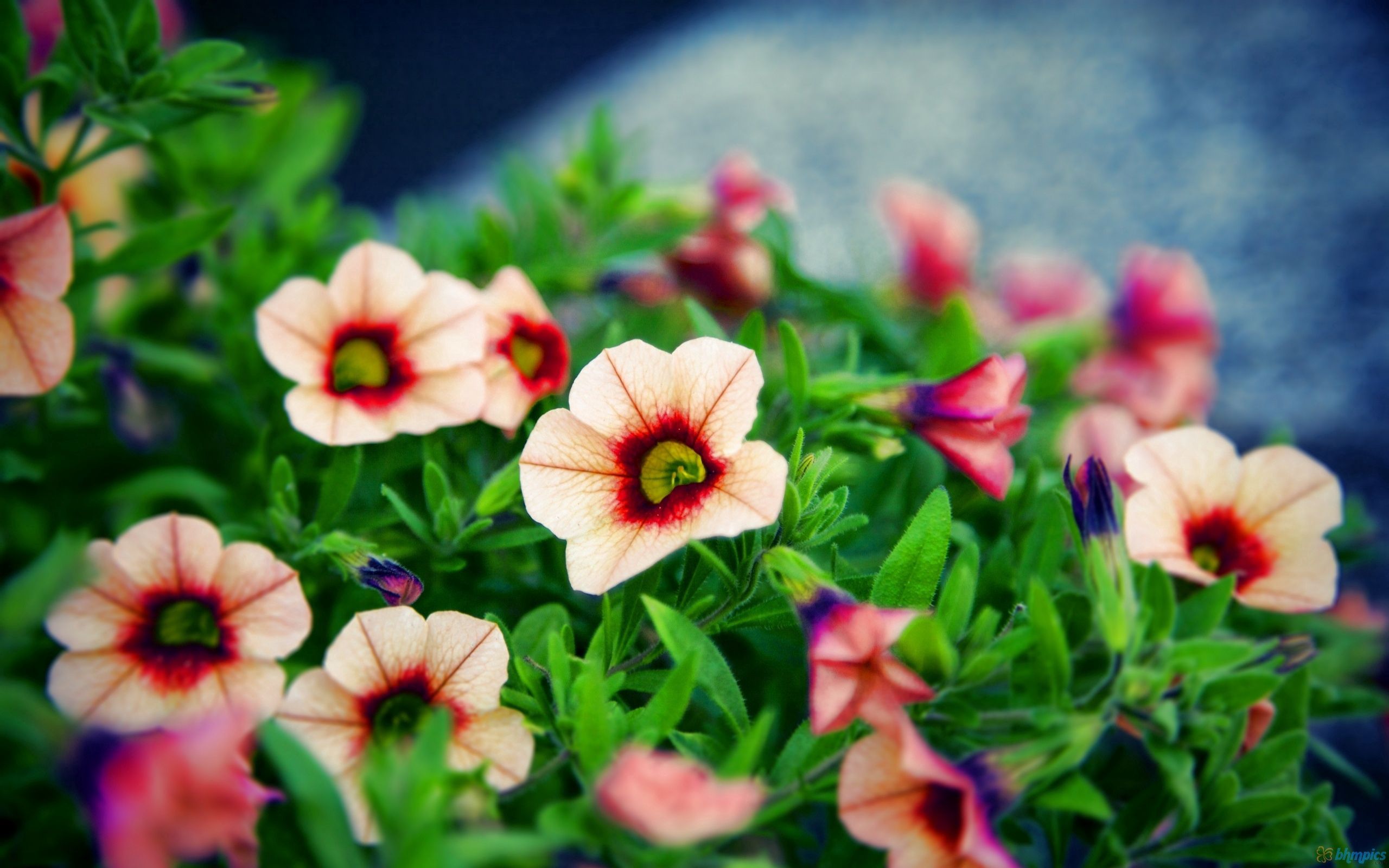 Free download wallpaper Flowers, Macro, Striped, Petals on your PC desktop