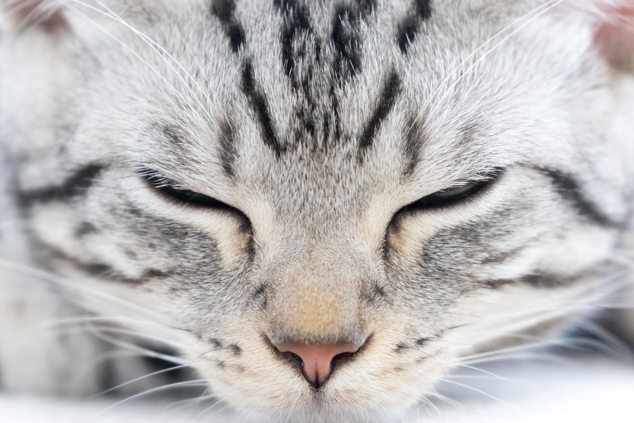 Handy-Wallpaper Tiere, Katzen, Katze, Nahansicht, Schlafen kostenlos herunterladen.