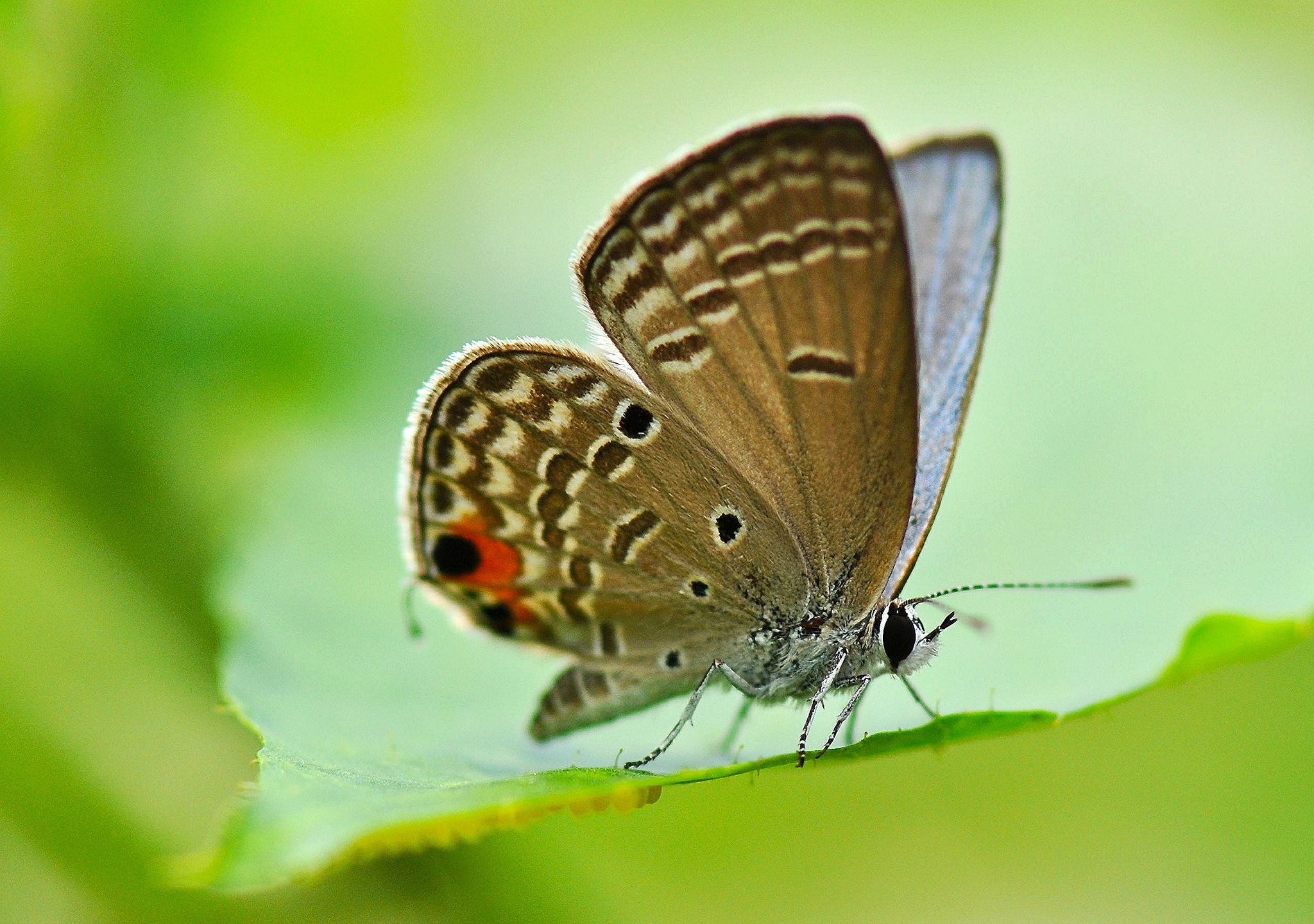 Free download wallpaper Butterfly, Animal on your PC desktop