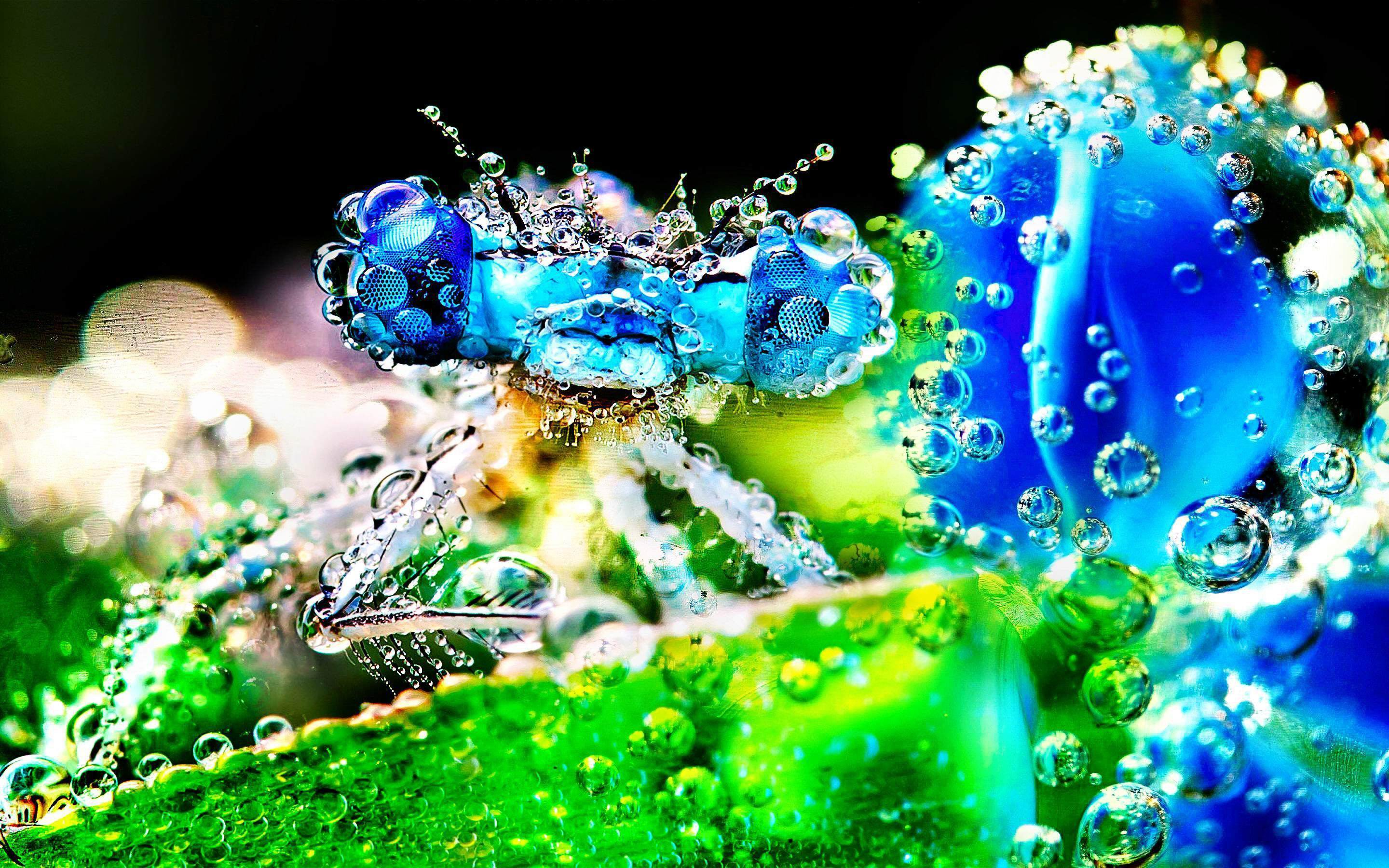 Download mobile wallpaper Insects, Animal, Colorful, Dragonfly, Dew Drop for free.