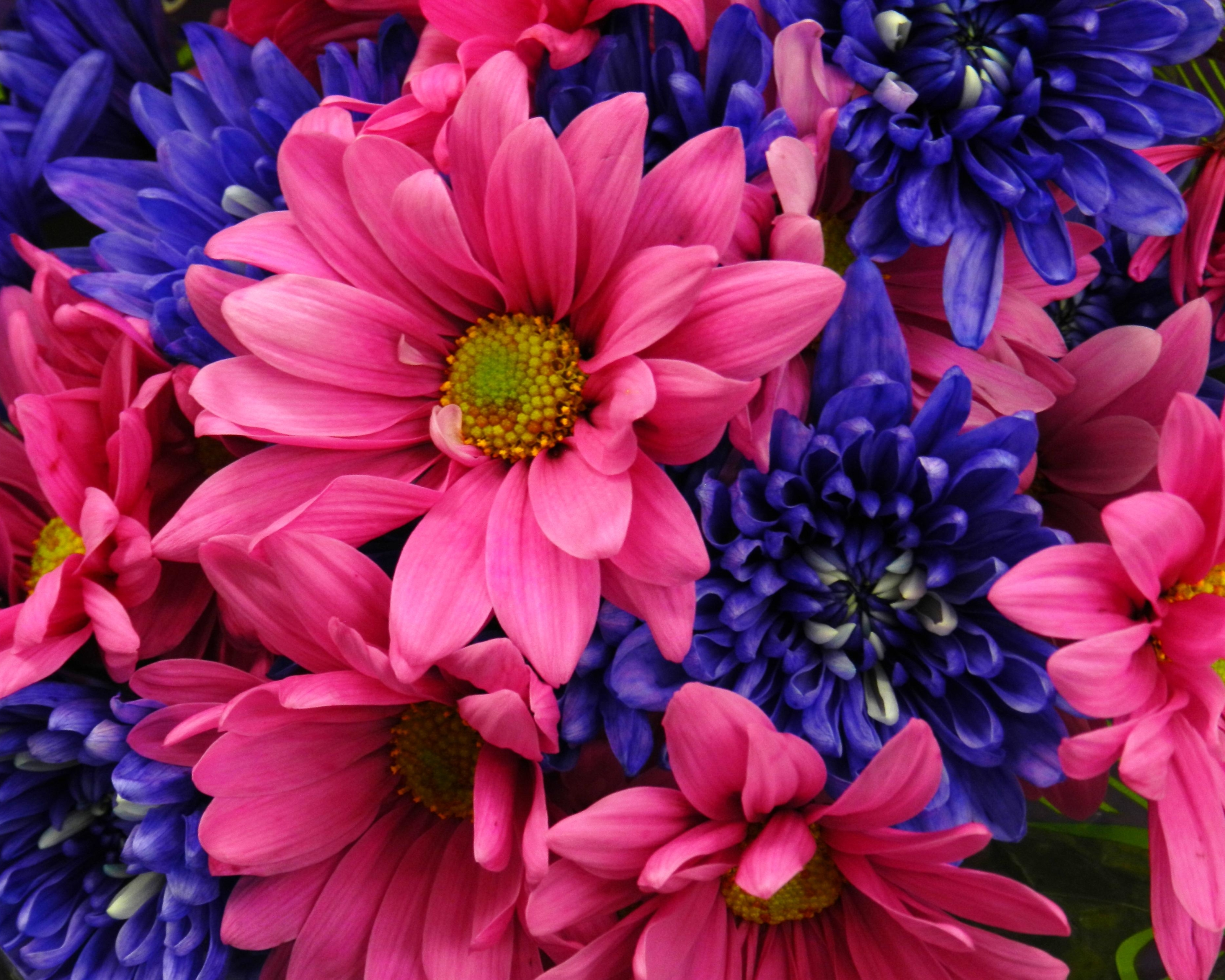 Laden Sie das Blumen, Blume, Nahansicht, Dahlien, Gänseblümchen, Dahlie, Erde/natur, Pinke Blume, Blaue Blume-Bild kostenlos auf Ihren PC-Desktop herunter