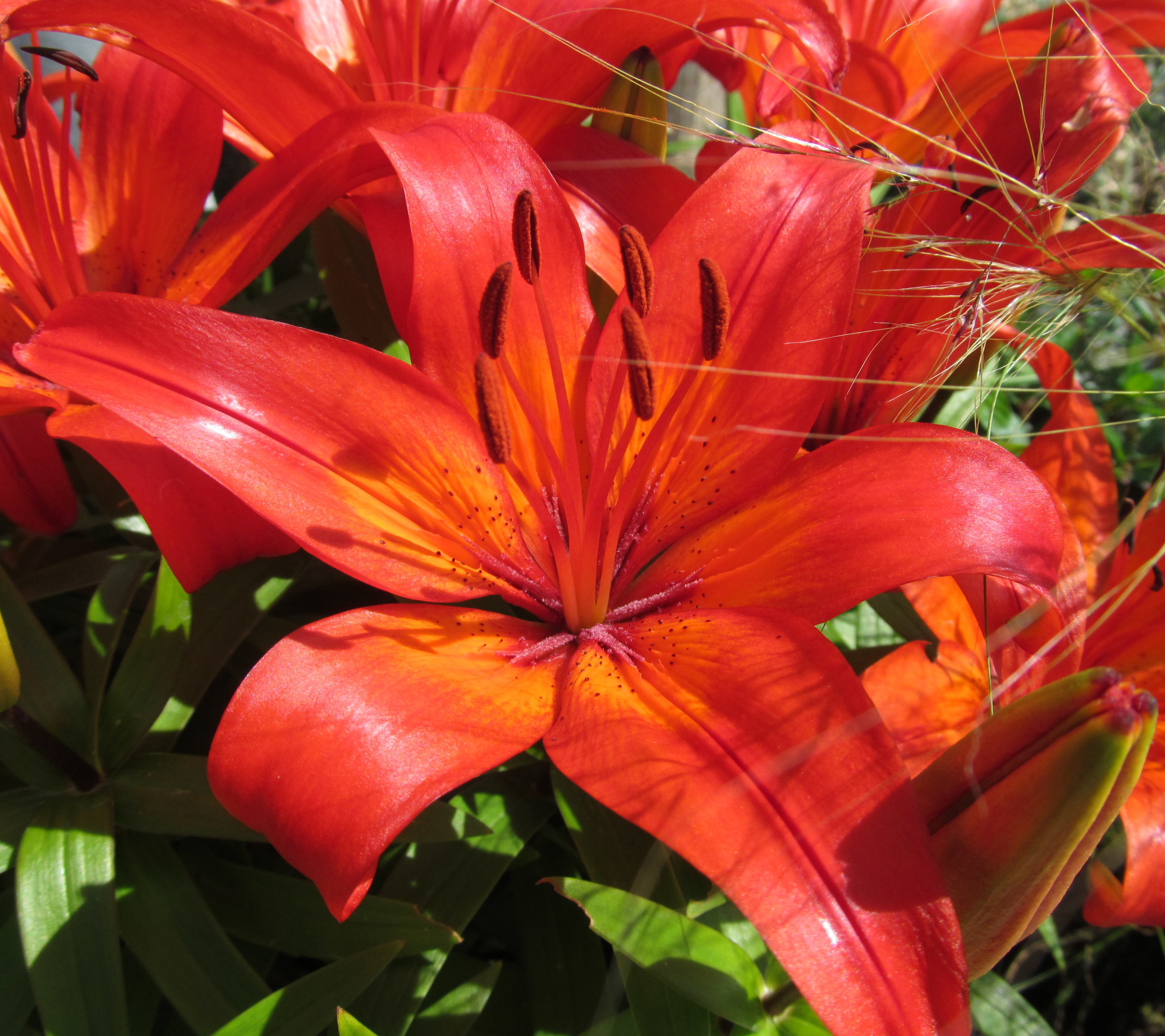 Descarga gratuita de fondo de pantalla para móvil de Flores, Flor, Lirio, Tierra/naturaleza.