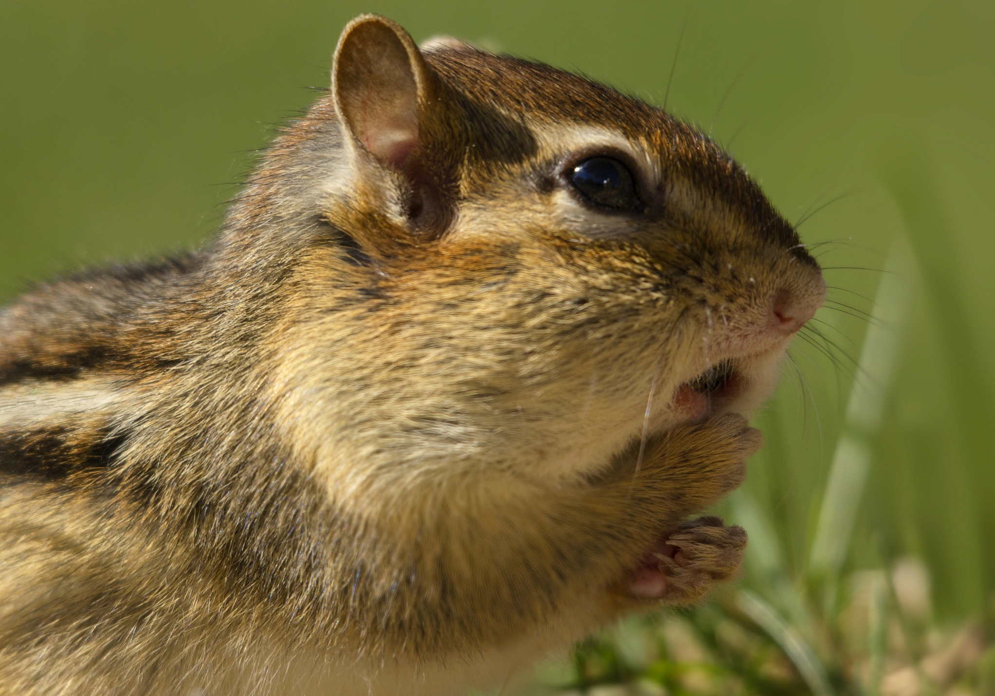 Download mobile wallpaper Grass, Animals, Rodent, Chipmunk for free.