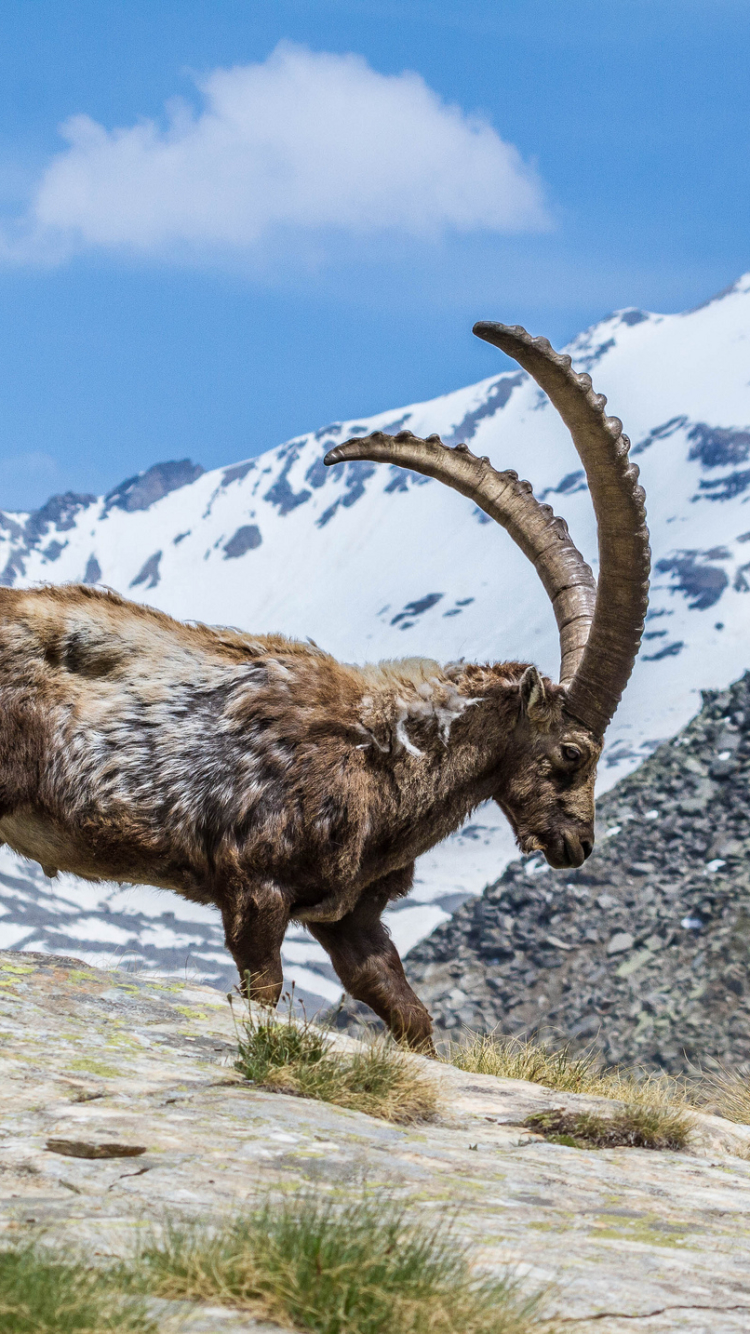 Download mobile wallpaper Animal, Alpine Ibex for free.