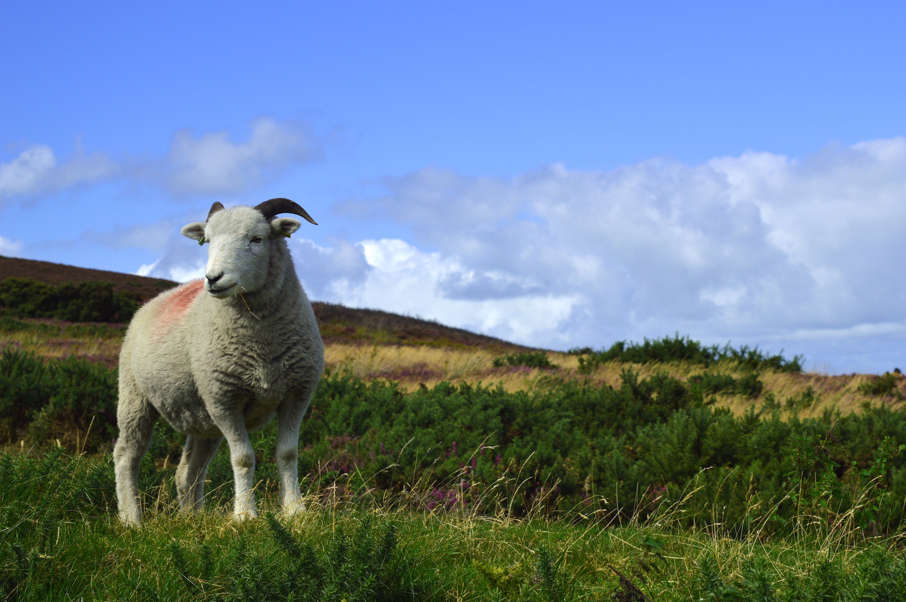 Free download wallpaper Landscape, Animal, Sheep on your PC desktop