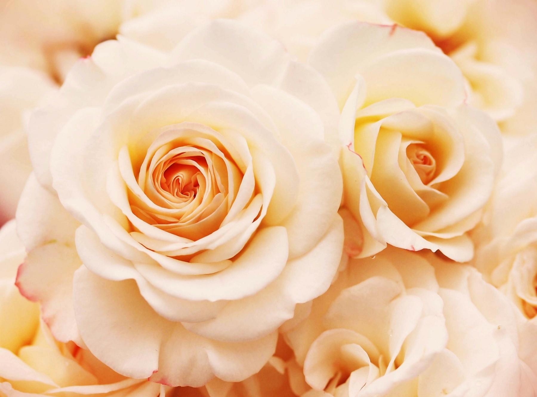 112226 скачать обои розы, нежные, цветы, крупный план, бутоны - заставки и картинки бесплатно