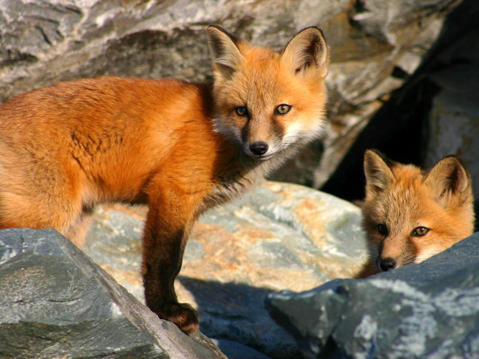 animals, stones, fox, young, couple, pair, hide, cubs