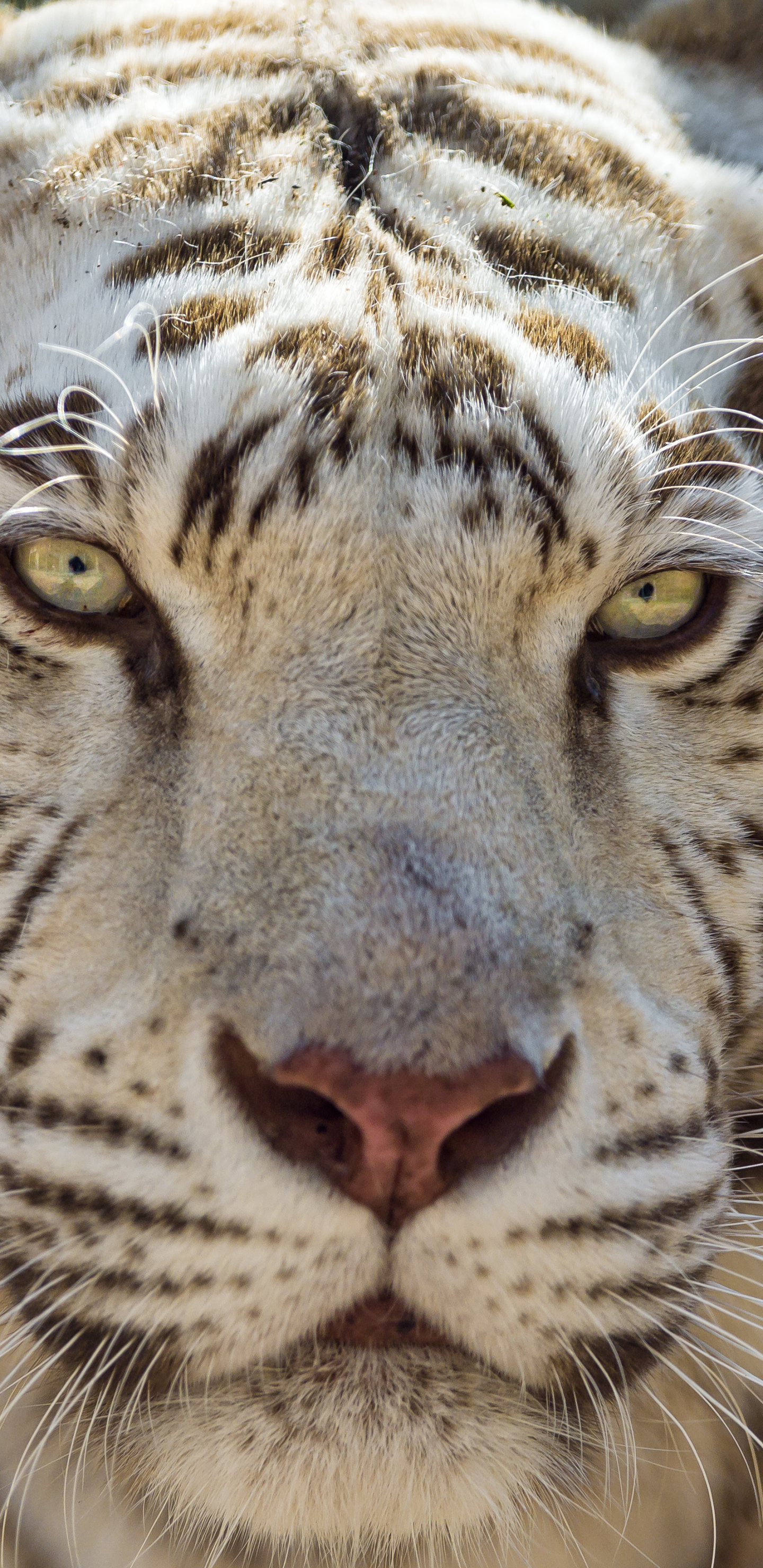 Скачати мобільні шпалери Тварина, Коти, Білий Тигр, Впритул безкоштовно.