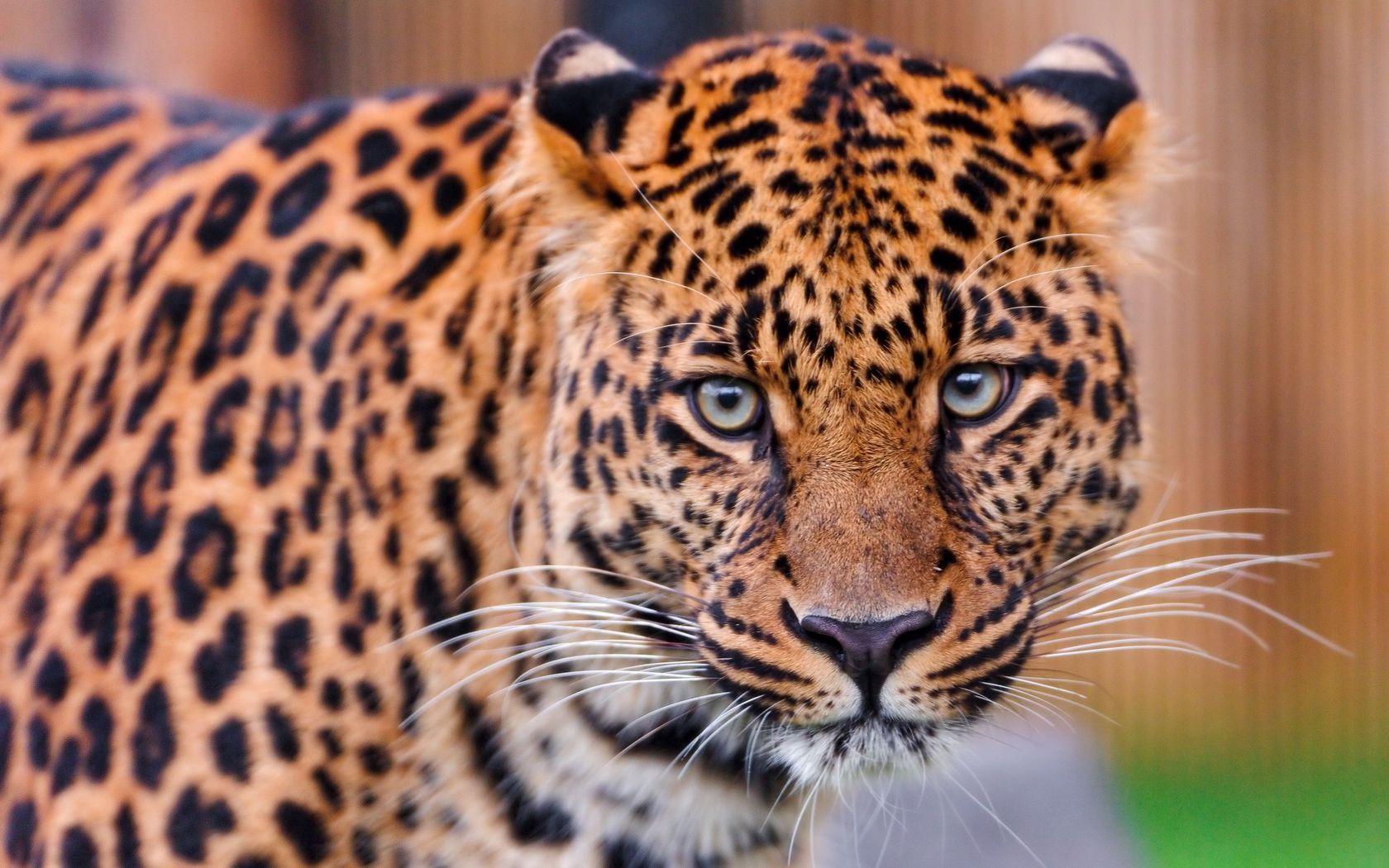 153081 télécharger l'image animaux, léopard, à pois, boutonneux, prédateur, gros chat, fauve, couleur - fonds d'écran et économiseurs d'écran gratuits