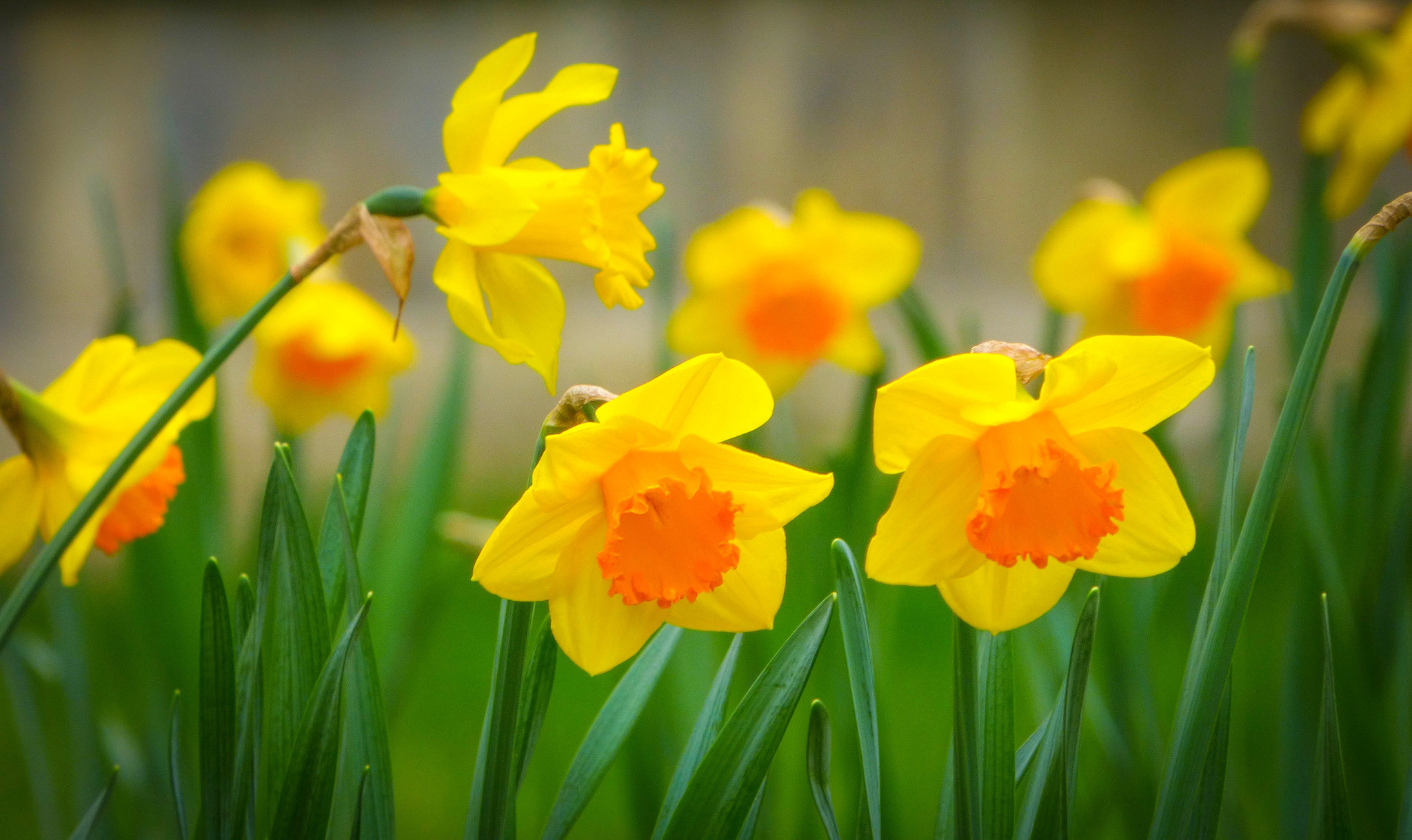 377433壁紙のダウンロード春, 地球, 水仙, 花, 草, 大きい, 自然, 花弁, 黄色い花, フラワーズ-スクリーンセーバーと写真を無料で