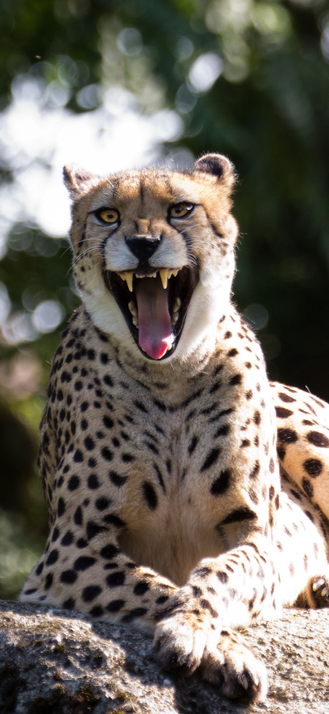 Download mobile wallpaper Cats, Cheetah, Animal, Bokeh for free.