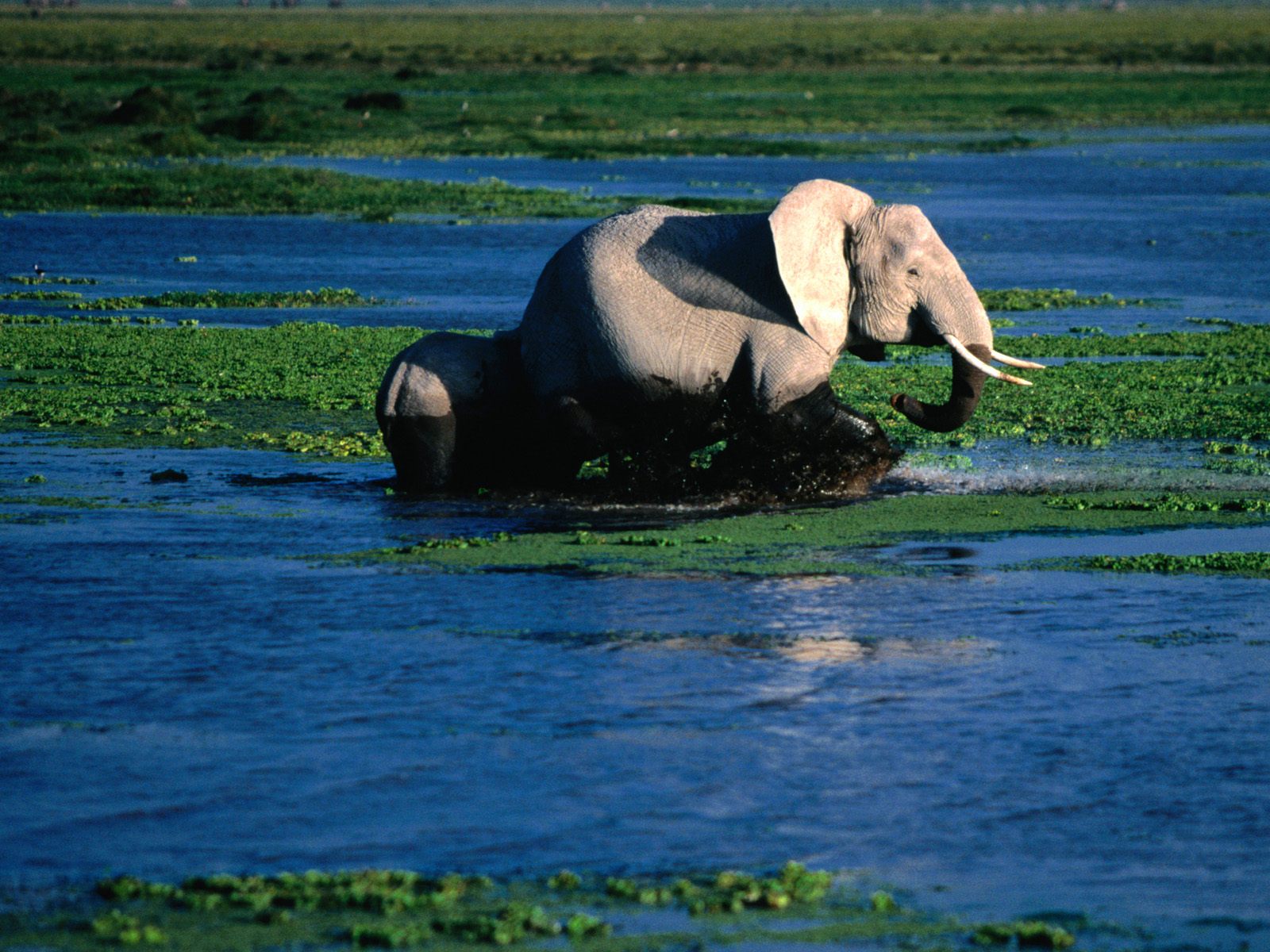 Handy-Wallpaper Afrikanischer Elefant, Elefanten, Tiere kostenlos herunterladen.