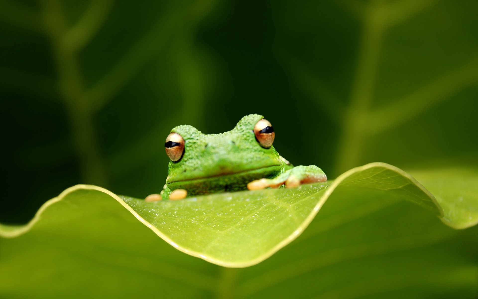 Free download wallpaper Animals, Grass, Sit, Frog, Sheet, Eyes, Leaf on your PC desktop