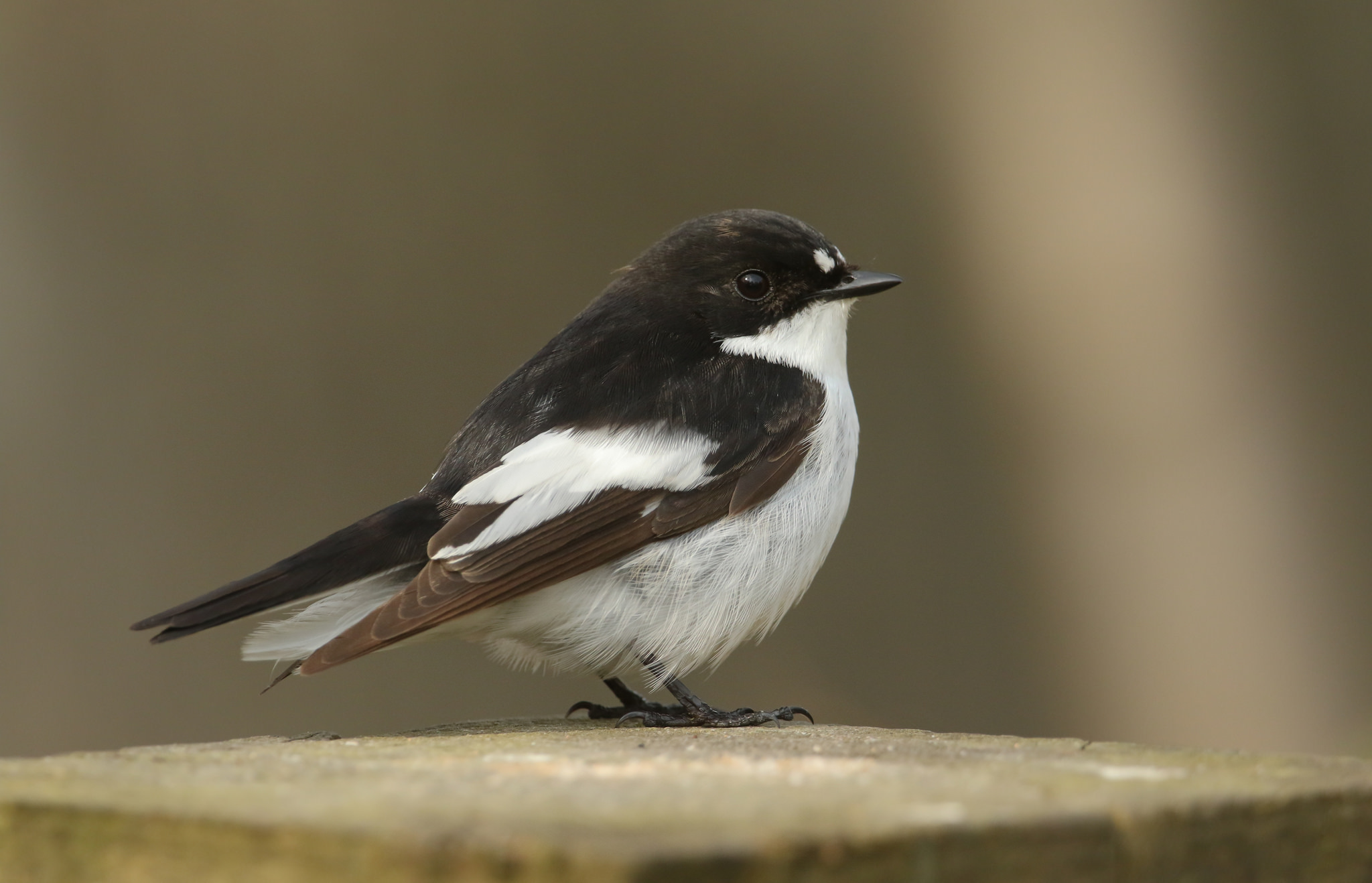 Laden Sie das Tiere, Vögel, Vogel-Bild kostenlos auf Ihren PC-Desktop herunter