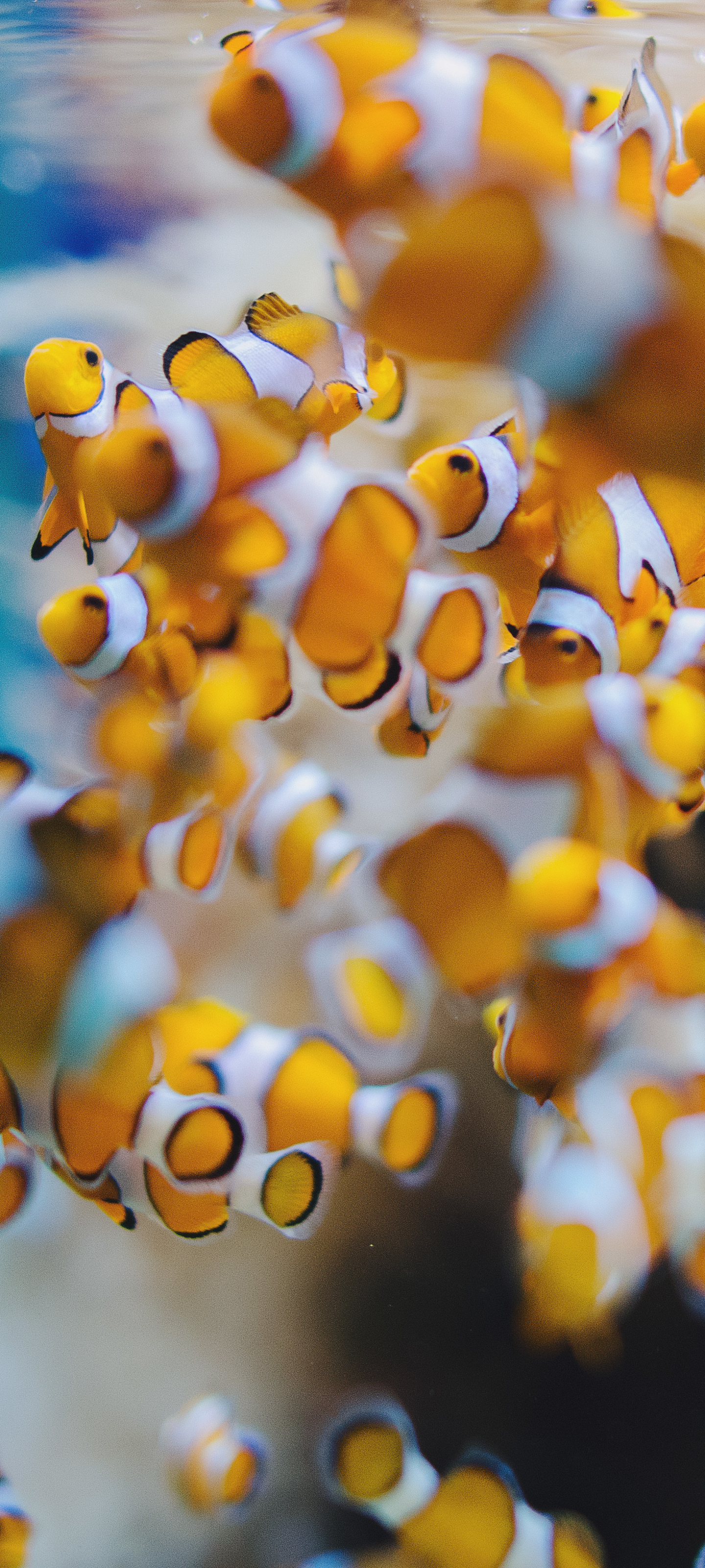 Free download wallpaper Fishes, Animal, Fish, Sea Life, Clownfish on your PC desktop
