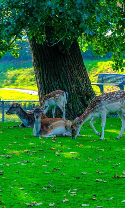 Handy-Wallpaper Tiere, Natur, Hirsch, Gras kostenlos herunterladen.