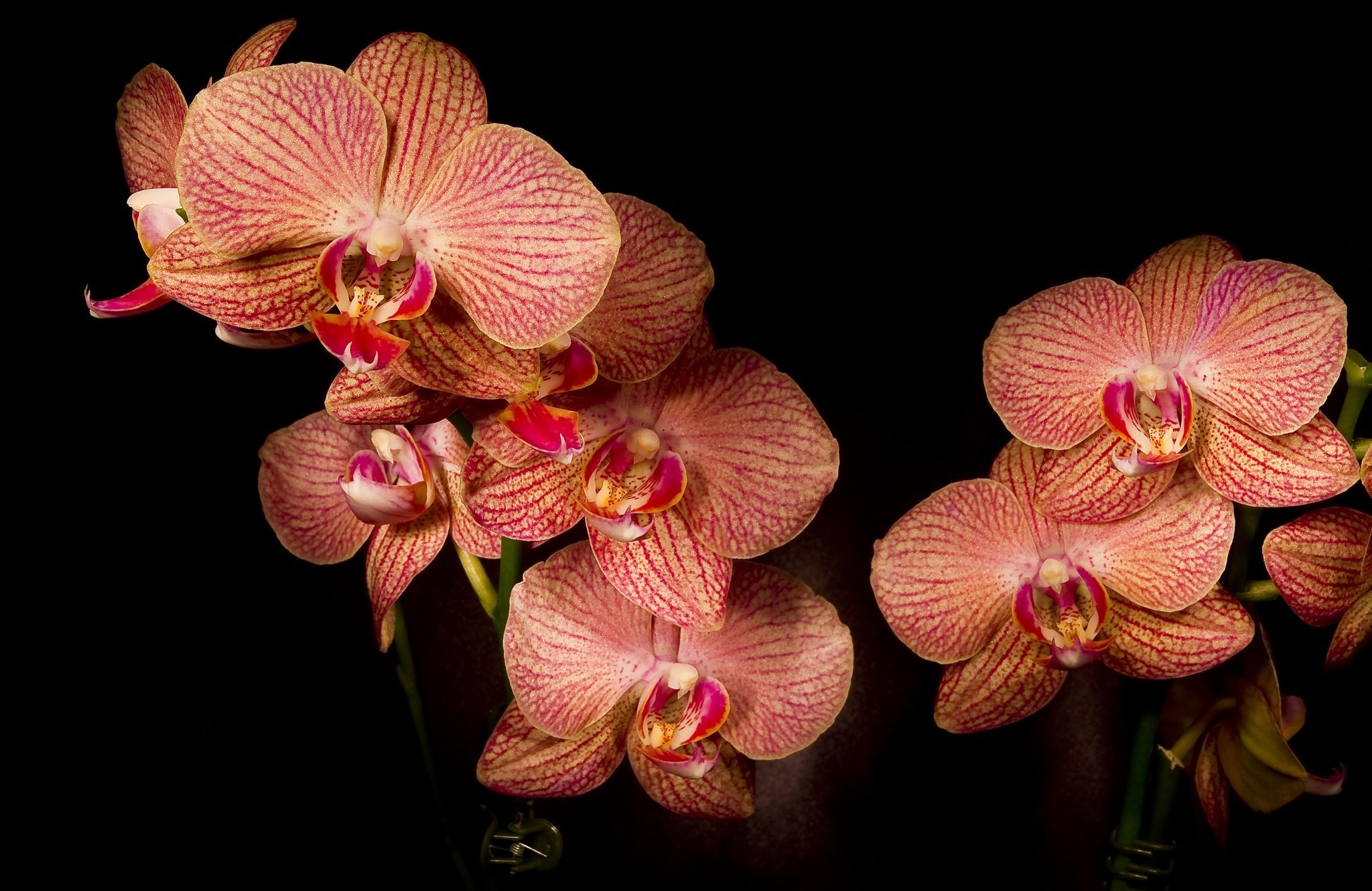 Скачать картинку Орхидея, Флауэрсы, Земля/природа в телефон бесплатно.