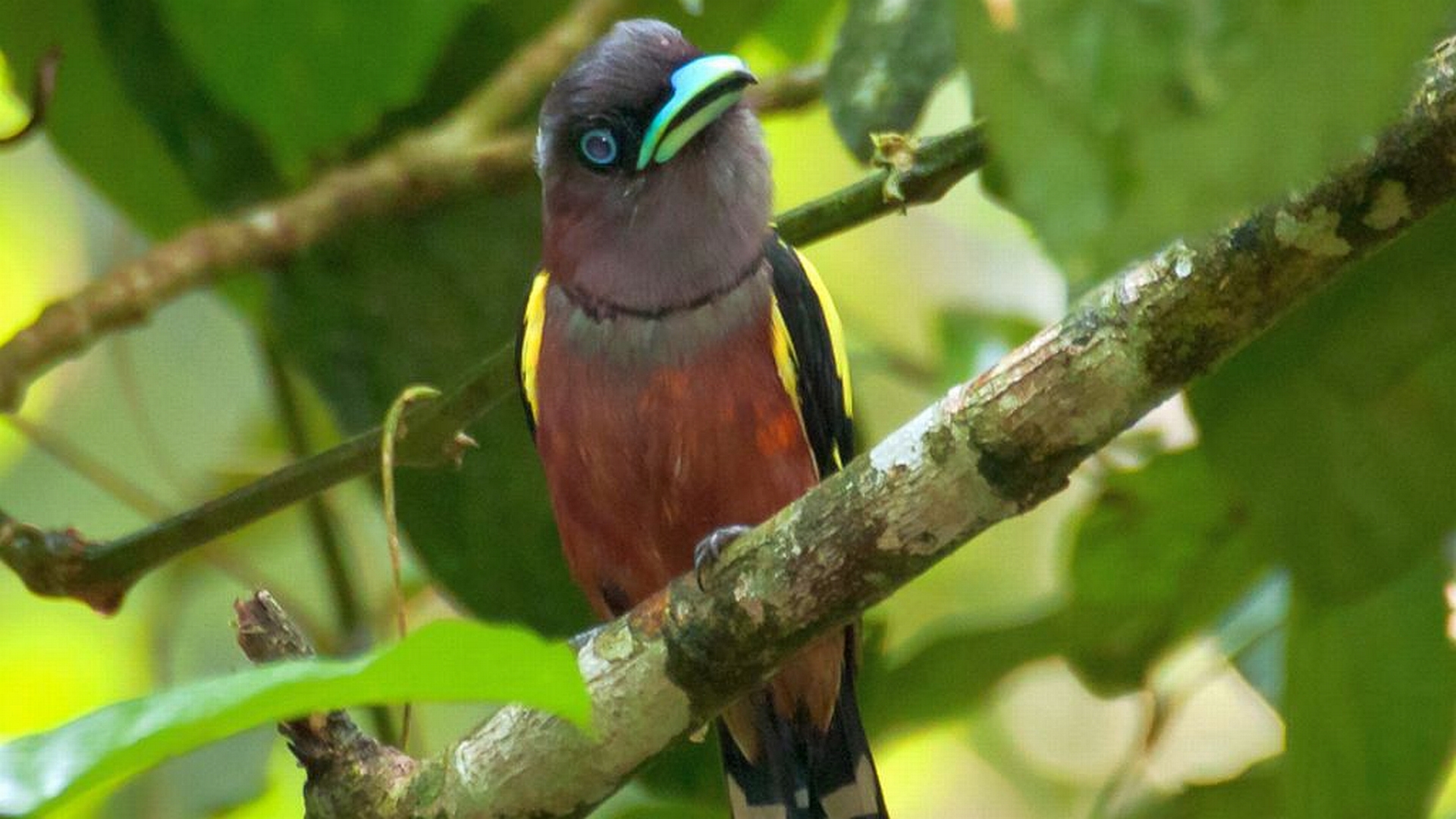 Téléchargez gratuitement l'image Animaux, Oiseau, Des Oiseaux sur le bureau de votre PC