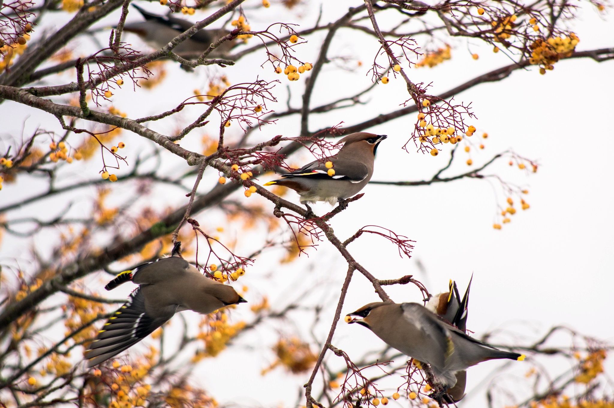 PCデスクトップに動物, 鳥, ブランチ画像を無料でダウンロード