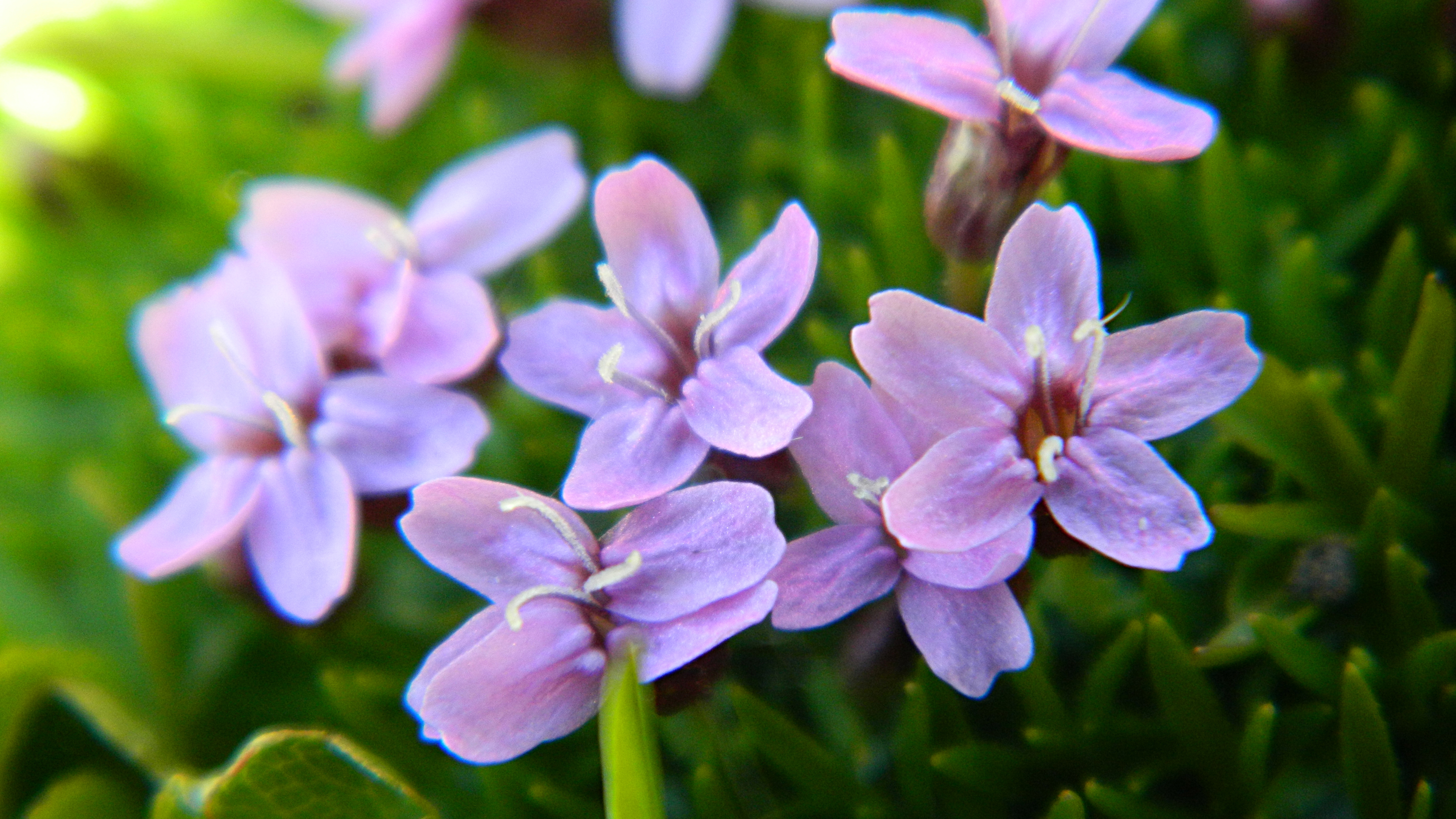 Laden Sie das Natur, Blumen, Blume, Erde/natur, Pinke Blume-Bild kostenlos auf Ihren PC-Desktop herunter