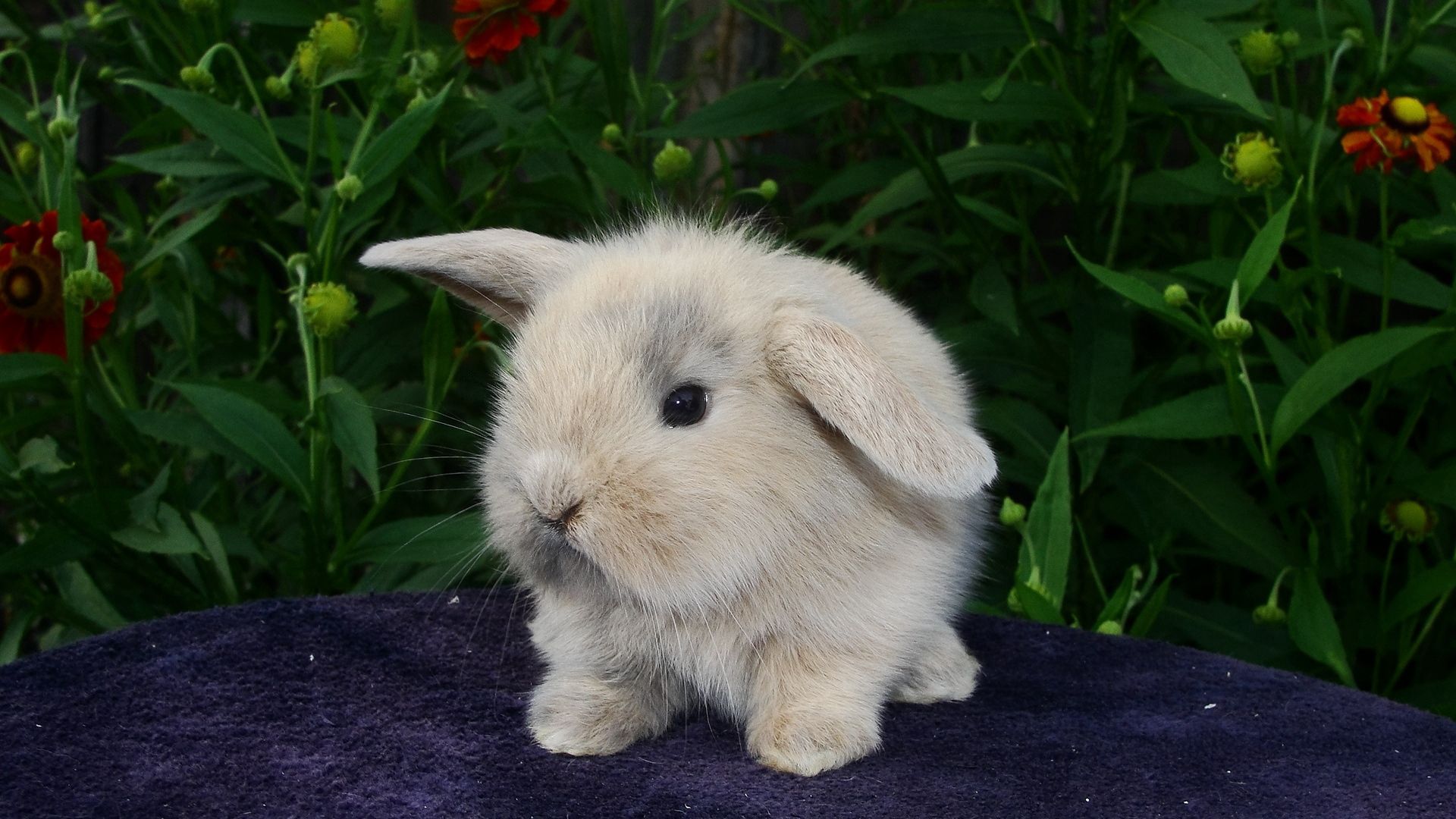 150860 Bild herunterladen kaninchen, tiere, flauschige, kind, tot - Hintergrundbilder und Bildschirmschoner kostenlos