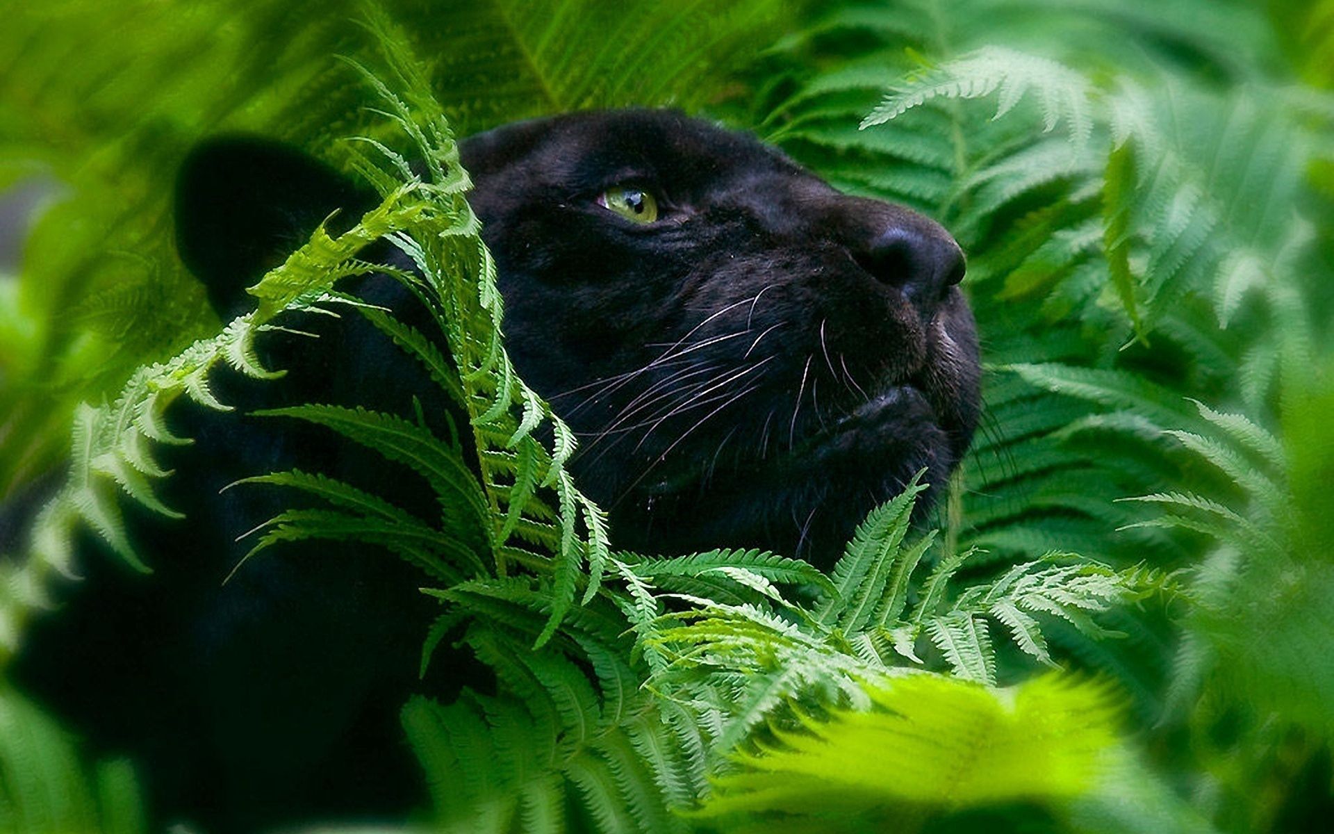 Free download wallpaper Grass, Muzzle, Animals, Big Cat, Panther on your PC desktop