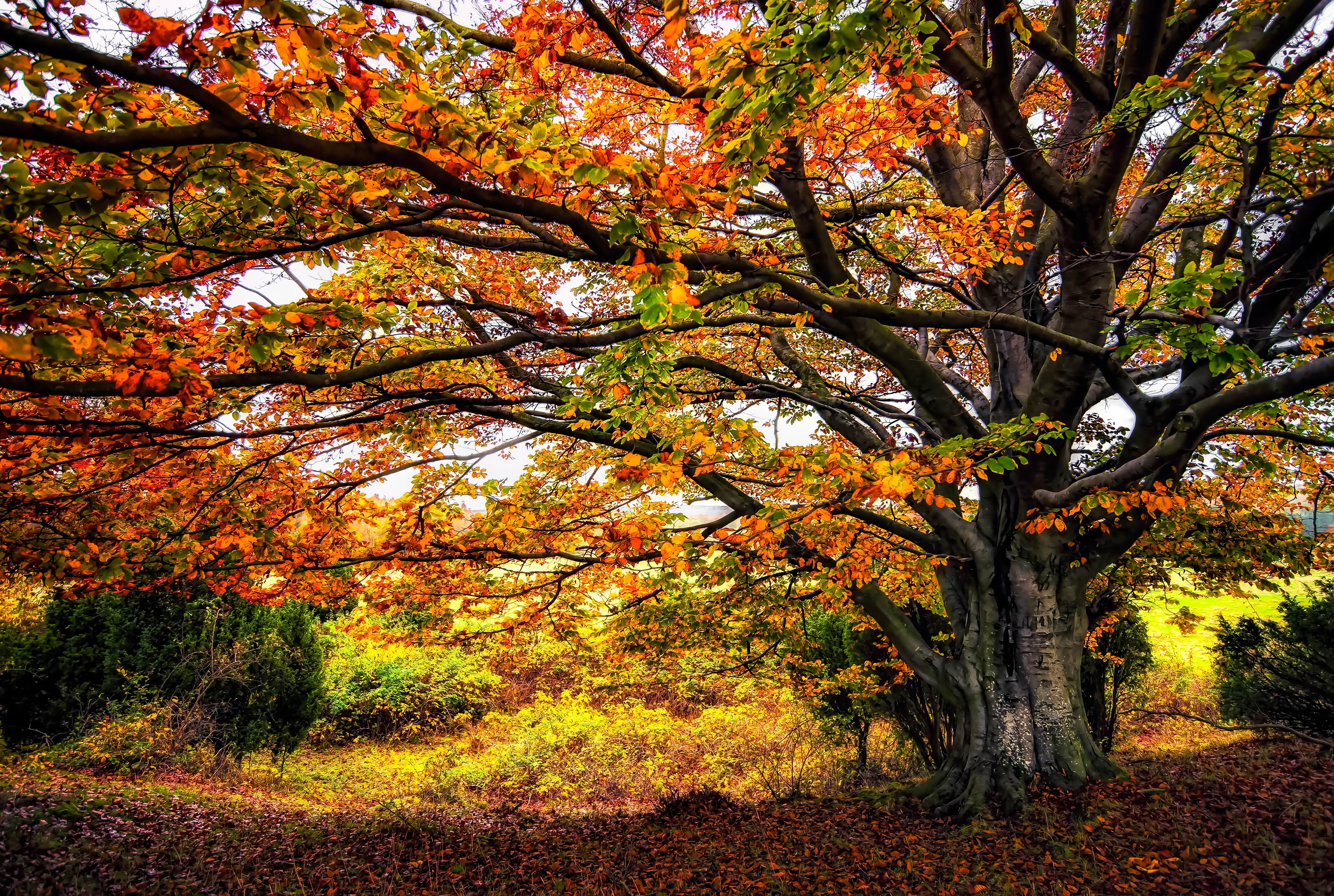 Скачать картинку Деревья, Осень, Дерево, Земля/природа в телефон бесплатно.