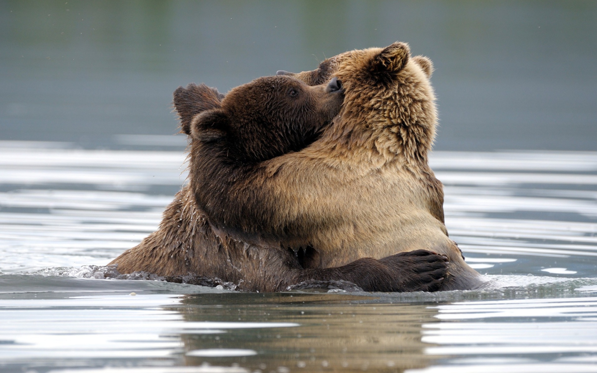 379513 baixar papel de parede animais, urso, urso marrom, abraço, amor, ursos - protetores de tela e imagens gratuitamente