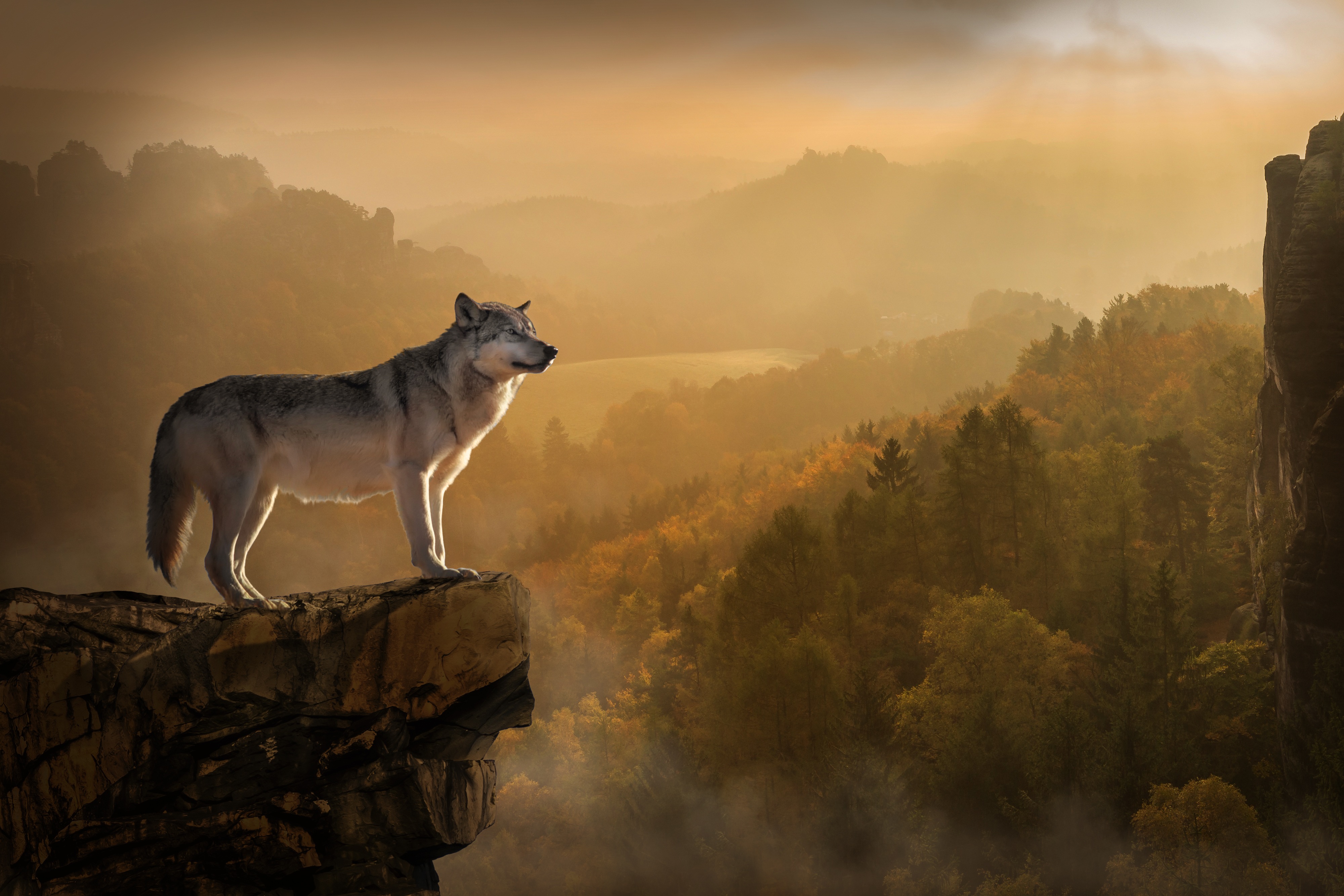 wolf, rock, animals, break, precipice, predator