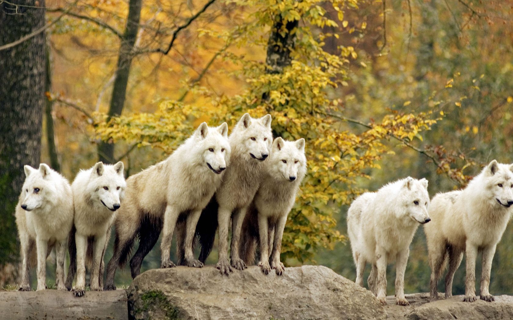 animals, wolfs, trees, grass, autumn, forest, family, flock, hunting, hunt