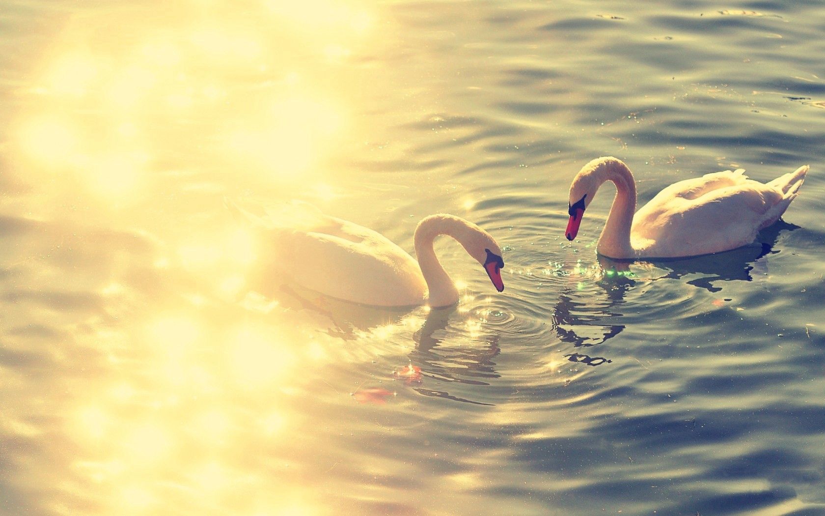 animals, couple, water, swans, lake, glare, pair, pond
