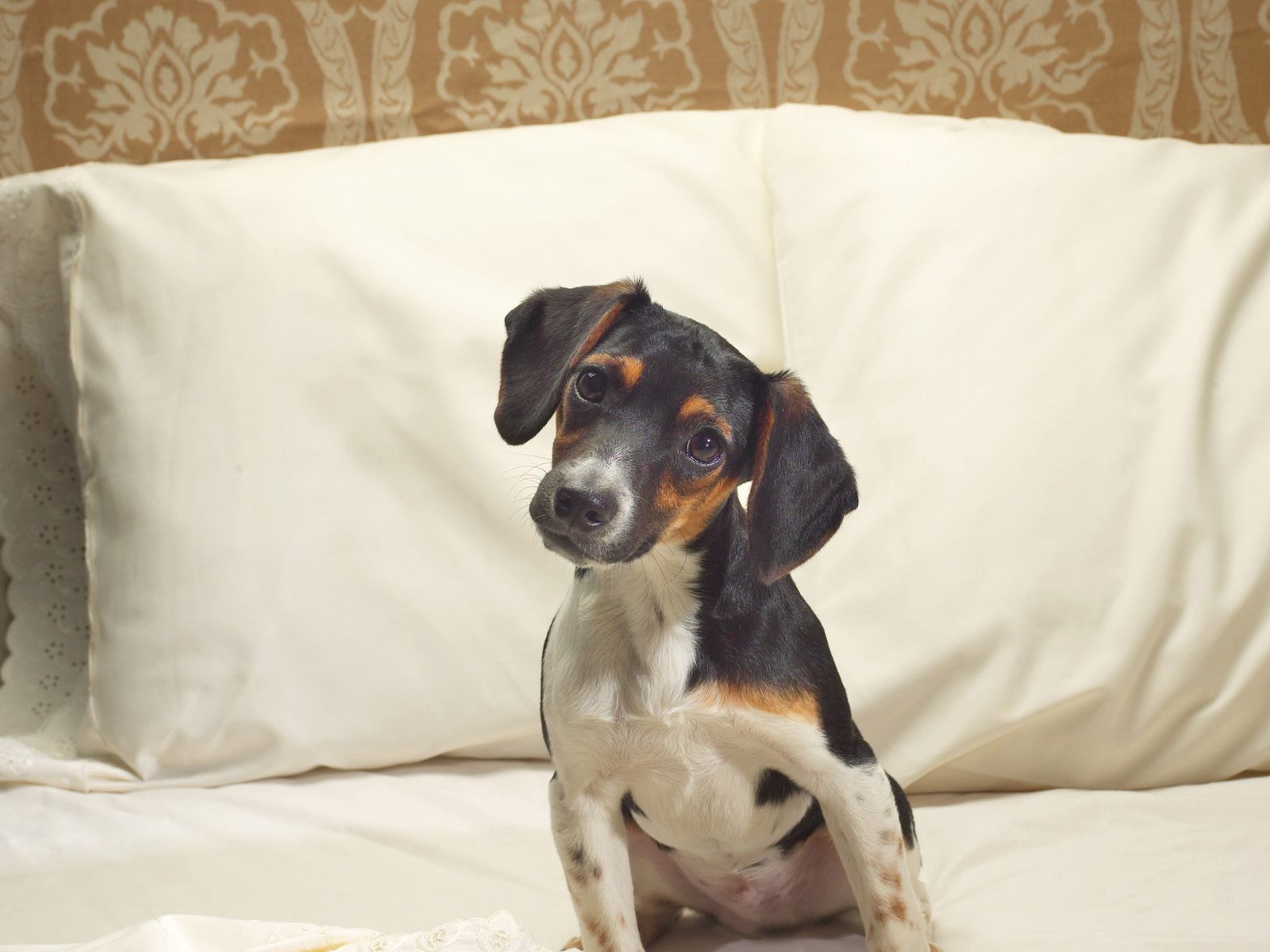 Téléchargez gratuitement l'image Animaux, Chien sur le bureau de votre PC