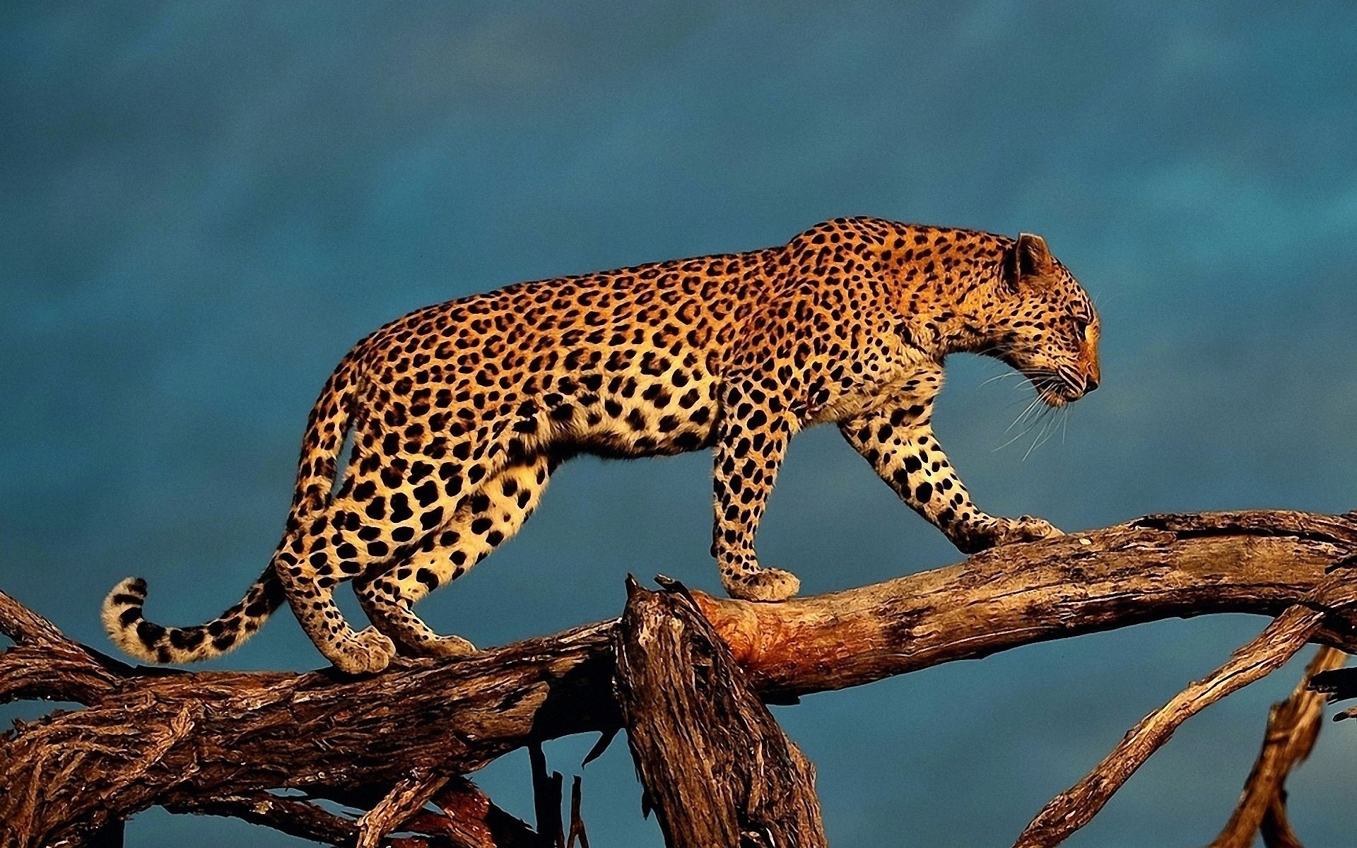 283200 Bildschirmschoner und Hintergrundbilder Leopard auf Ihrem Telefon. Laden Sie  Bilder kostenlos herunter