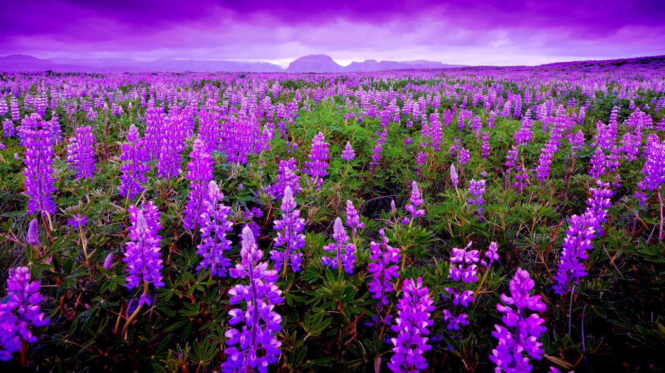 613326 скачать обои фиолетовый цветок, люпин, земля/природа, цветок - заставки и картинки бесплатно