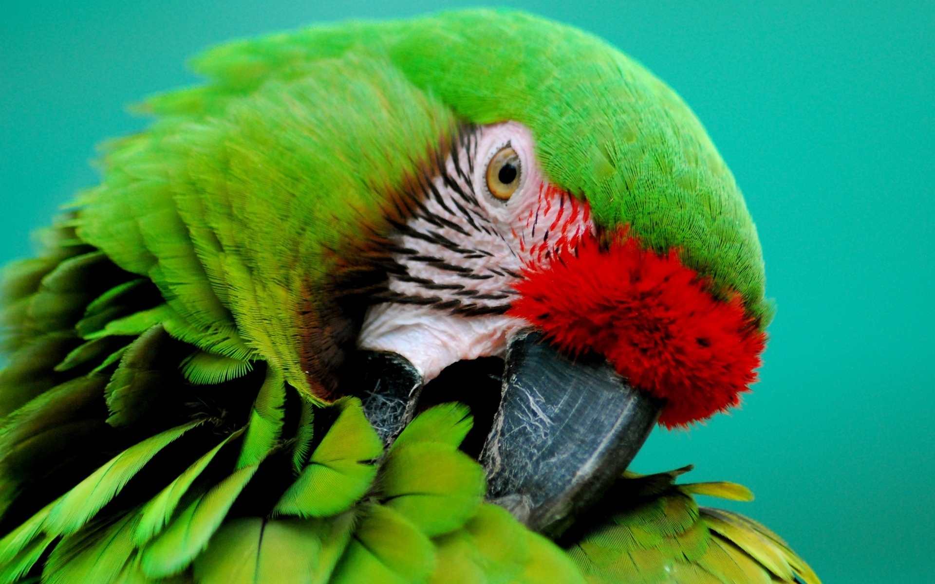 Download mobile wallpaper Bird, Animal, Parrot, Military Macaw for free.