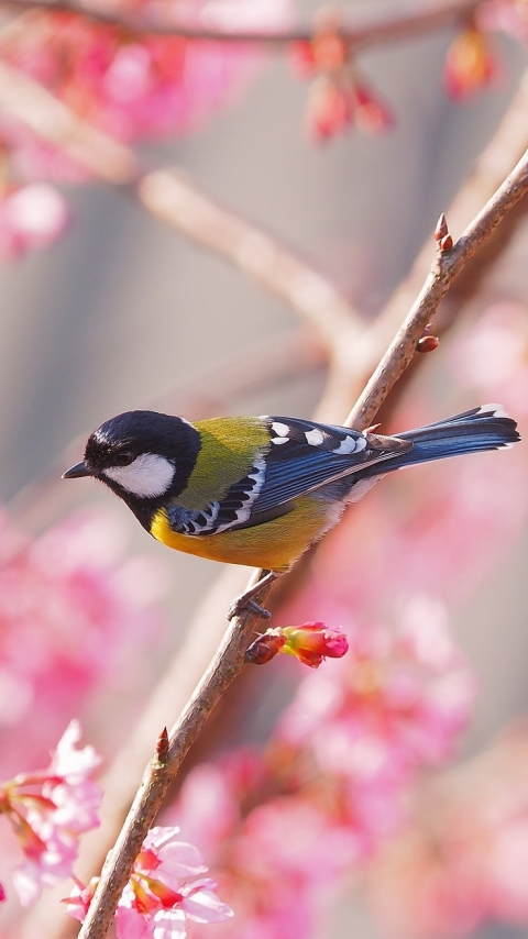 Handy-Wallpaper Tiere, Vögel, Vogel, Verwischen, Blüte, Meise kostenlos herunterladen.