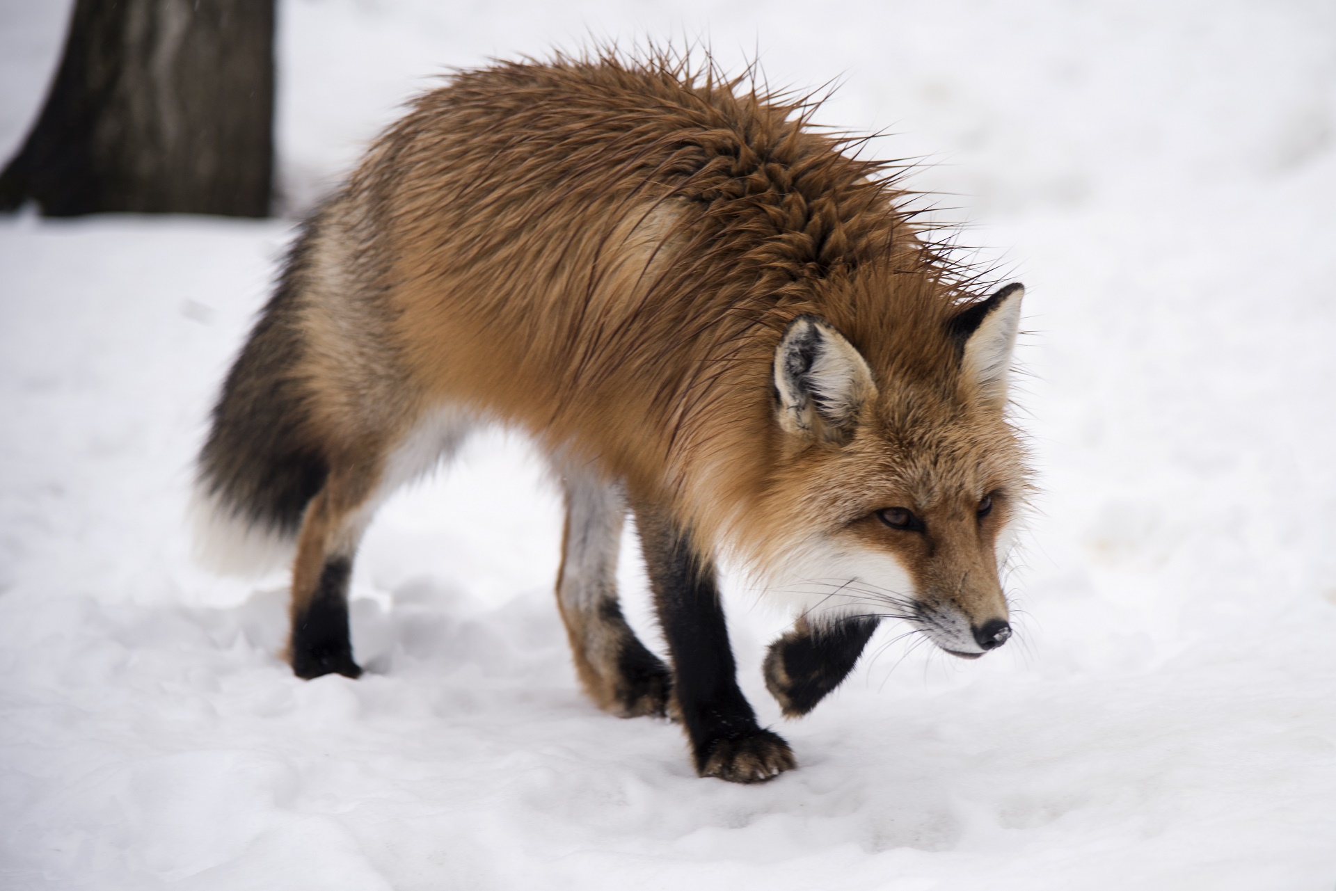 Laden Sie das Tiere, Fuchs-Bild kostenlos auf Ihren PC-Desktop herunter