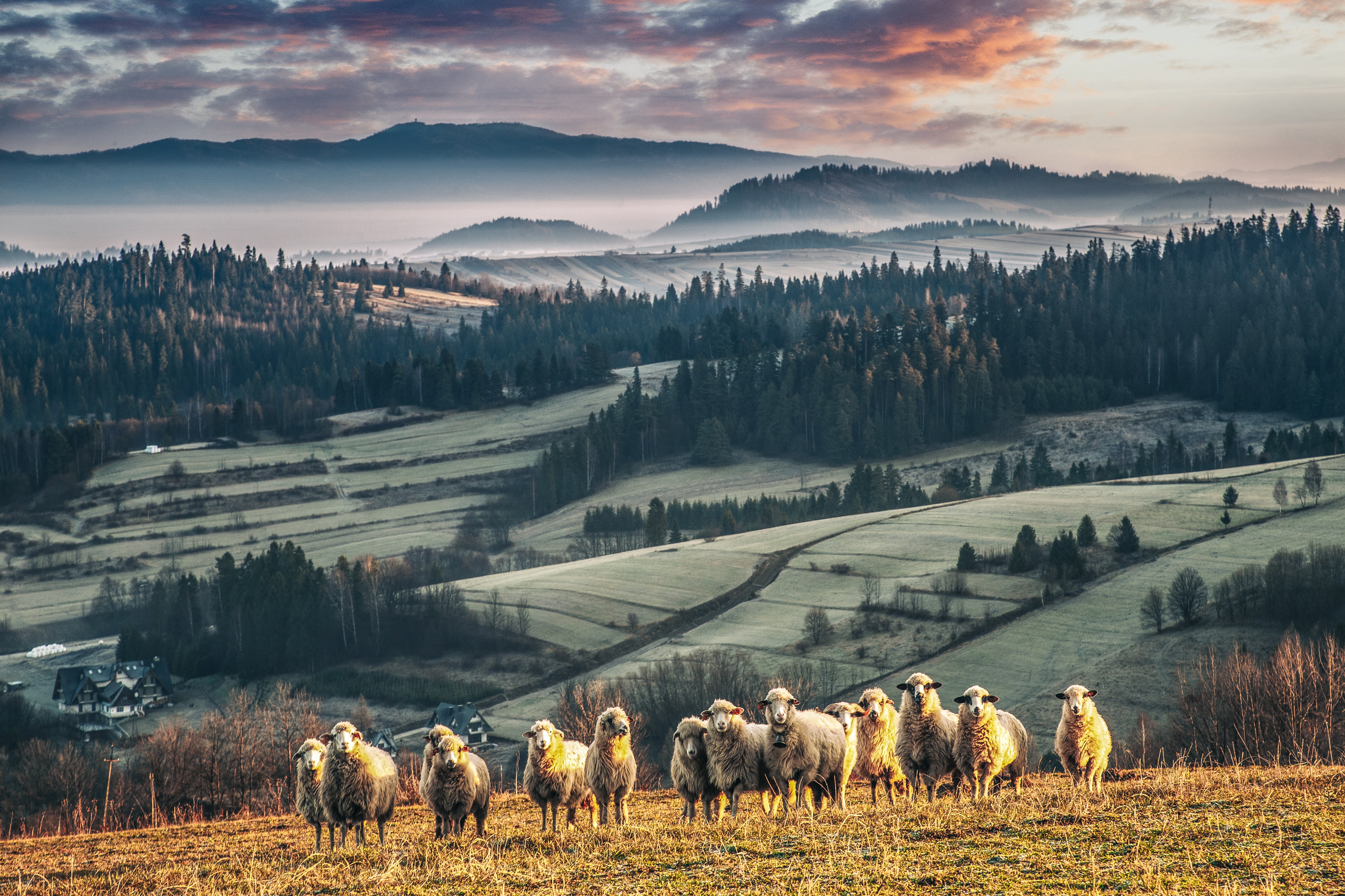 Download mobile wallpaper Landscape, Animal, Sheep for free.