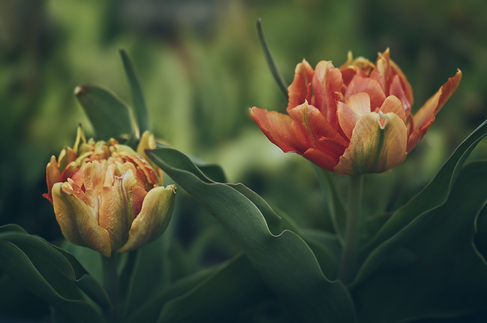 Baixe gratuitamente a imagem Tulipa, Flores, Terra/natureza na área de trabalho do seu PC