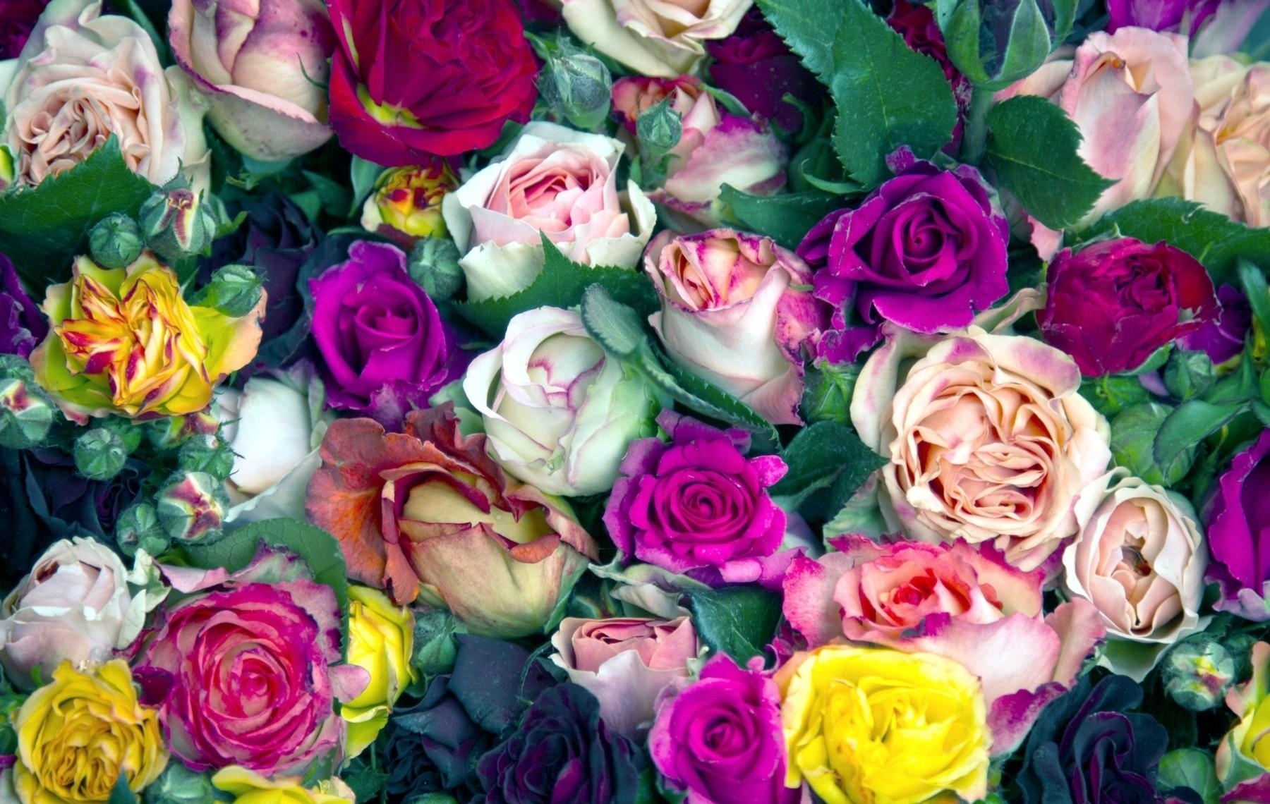 Téléchargez des papiers peints mobile Beaucoup, Bourgeons, Fleurs, Parcelle, Multicolore, Roses gratuitement.