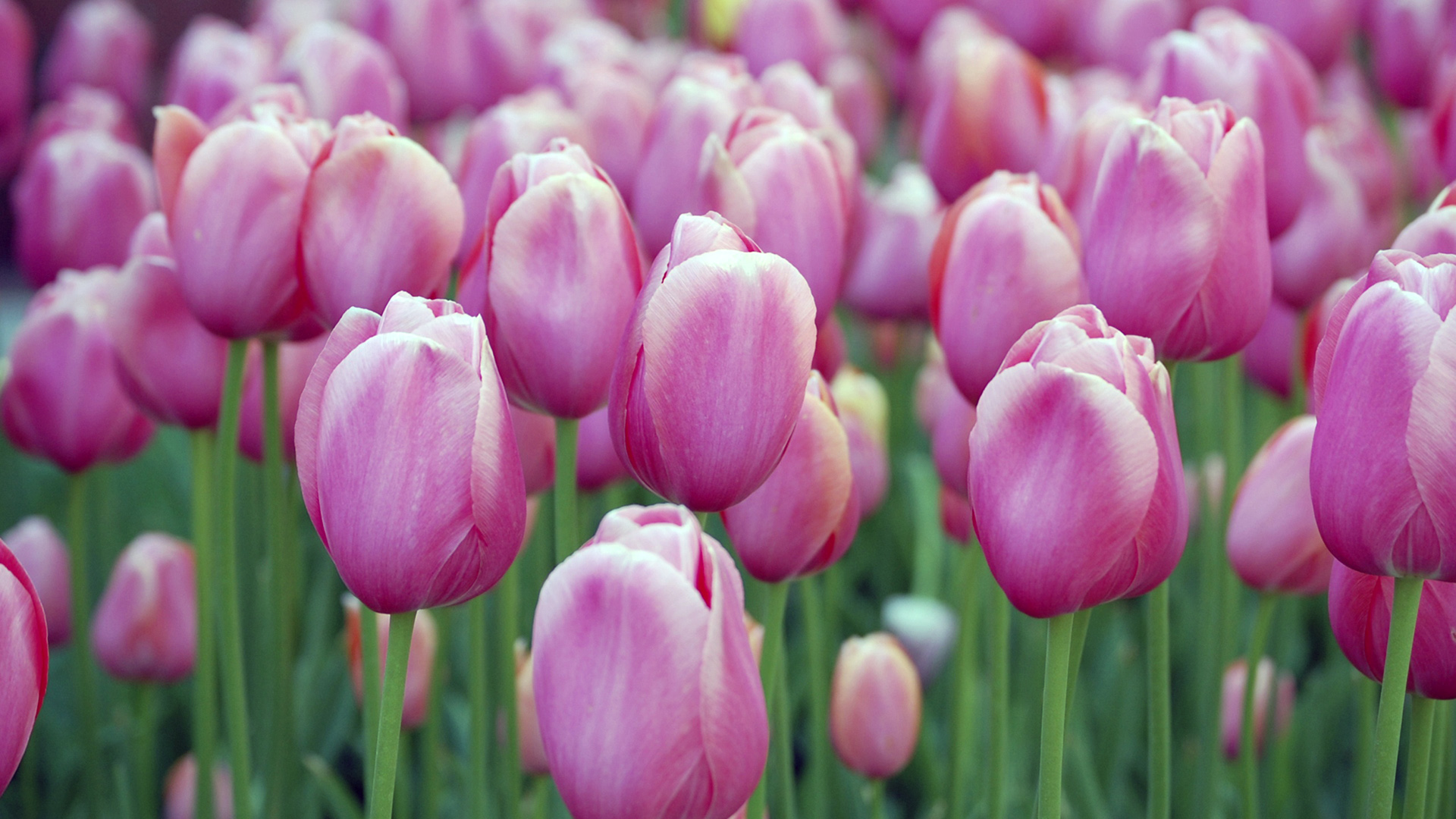 Téléchargez gratuitement l'image Fleur, Tulipe, Terre/nature, Fleur Rose sur le bureau de votre PC