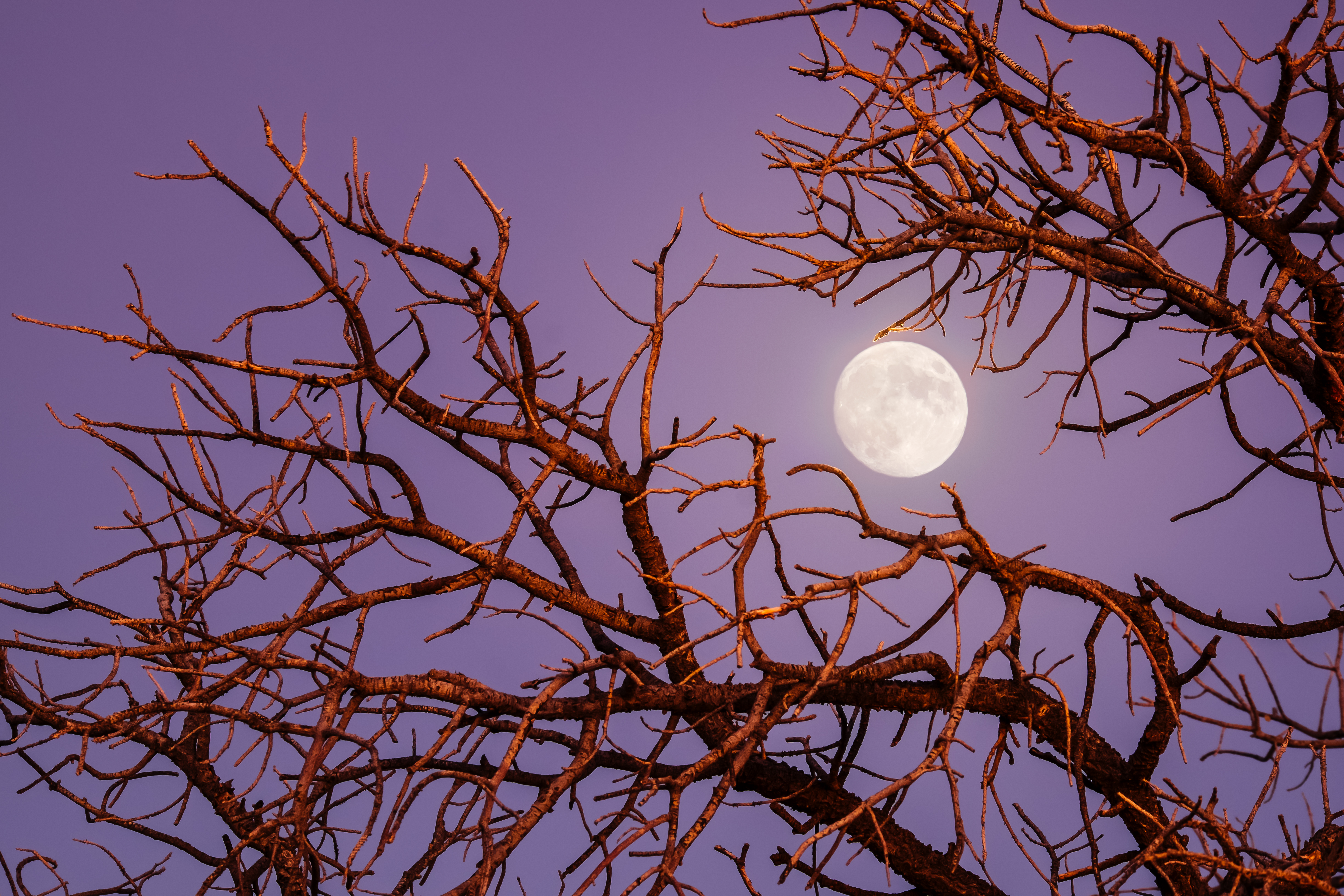 Download mobile wallpaper Twilight, Moon, Branch, Earth for free.