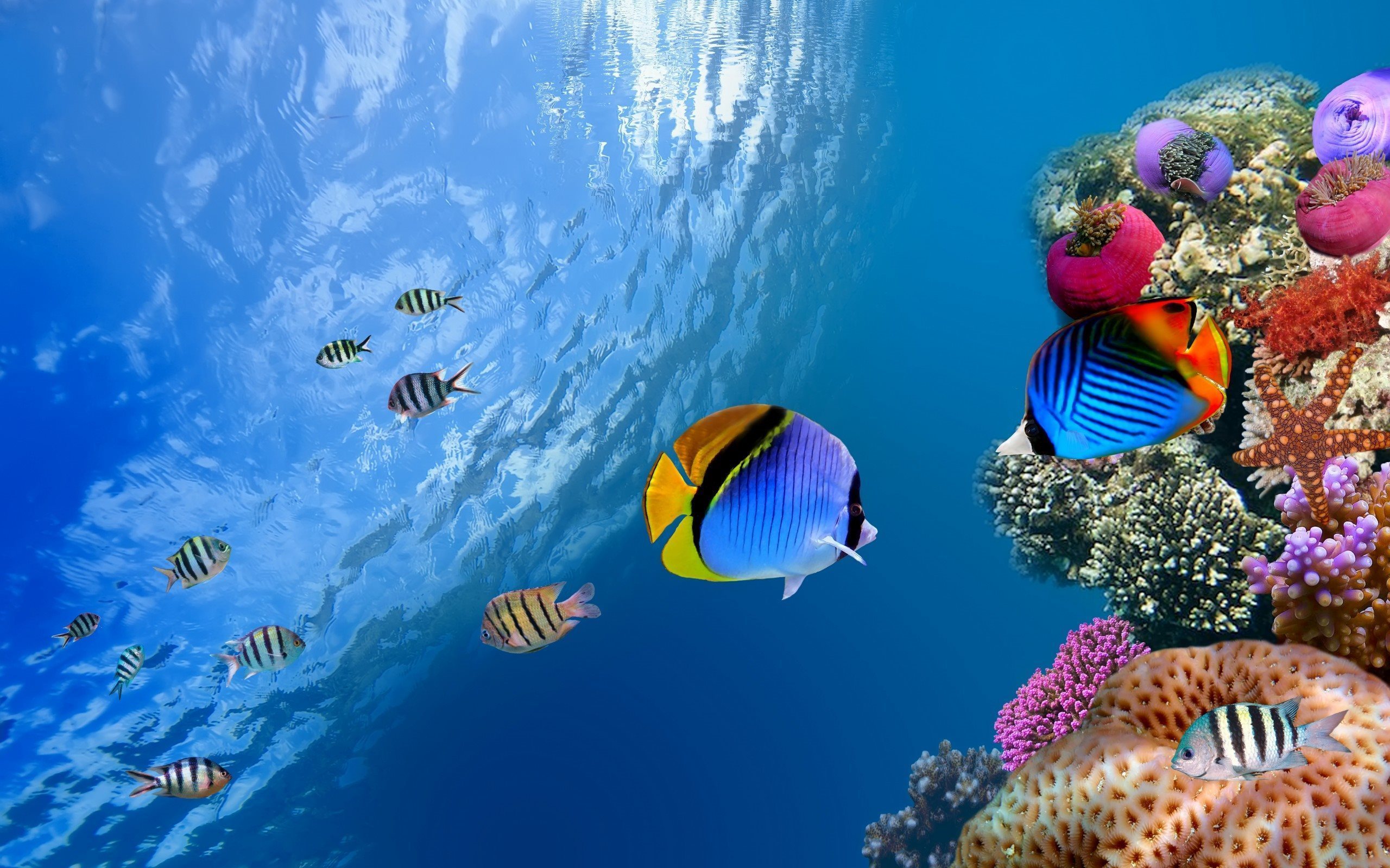 38363 télécharger l'image poissons, animaux, bleu - fonds d'écran et économiseurs d'écran gratuits