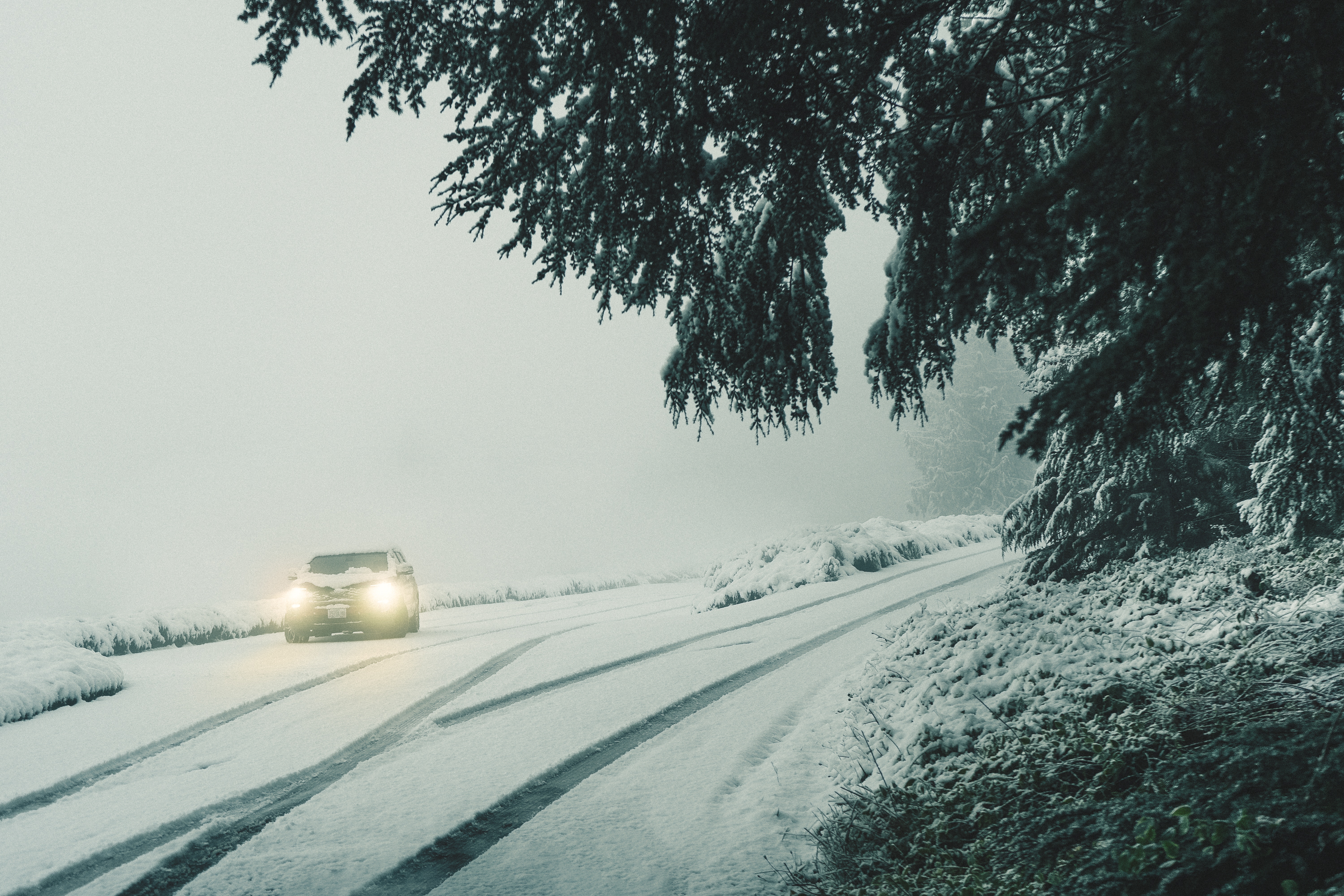 winter, snow, cars, lights, fog, car, branches, headlights Desktop home screen Wallpaper