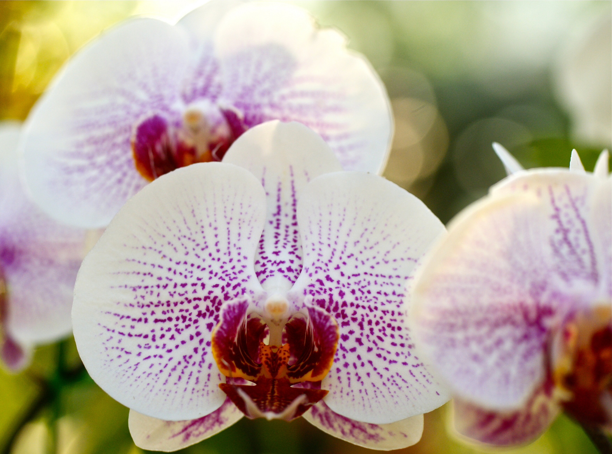 Free download wallpaper Flowers, Flower, Macro, Earth, Bokeh, Orchid, White Flower on your PC desktop